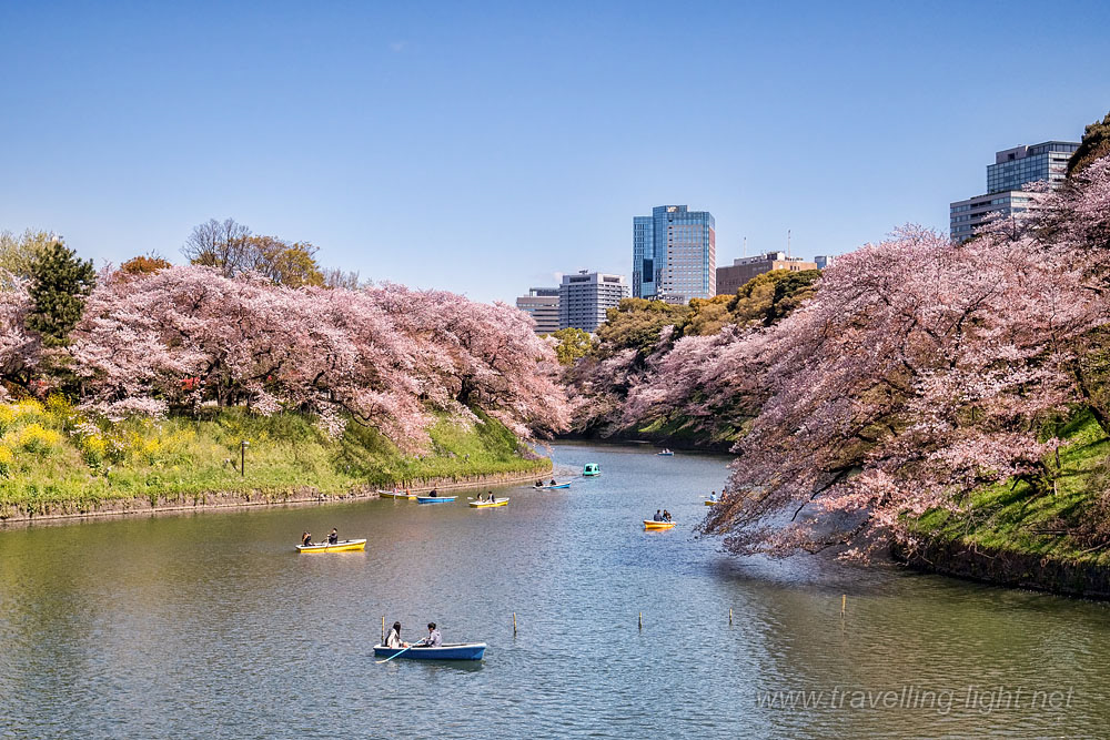Cherry Blossom and Boats, Tokyo