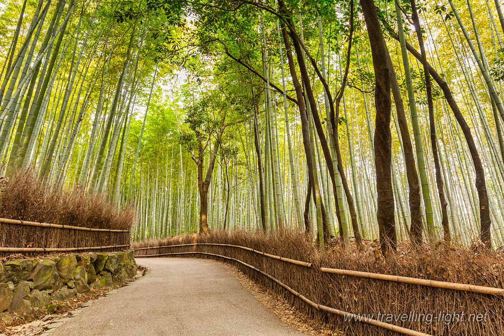 Bamboo Forest, Sagano, Kyoto