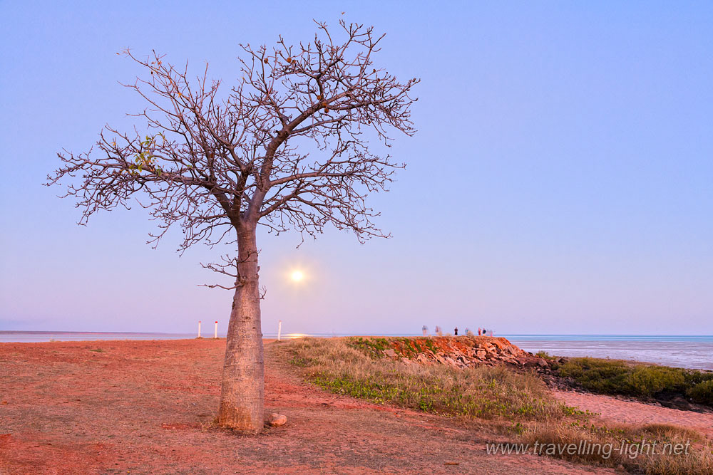 Boab Tree & Moonrise, Broome