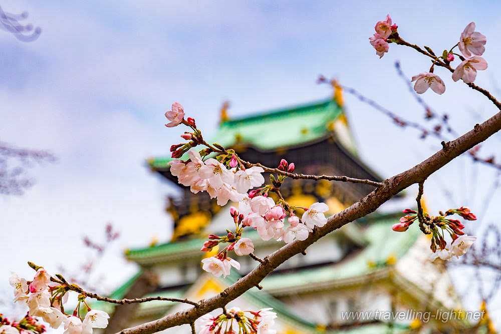 Cherry Blossom, Osaka Castle