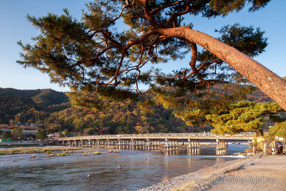Leaning Pine Tree, Arashiyama, Kyoto
