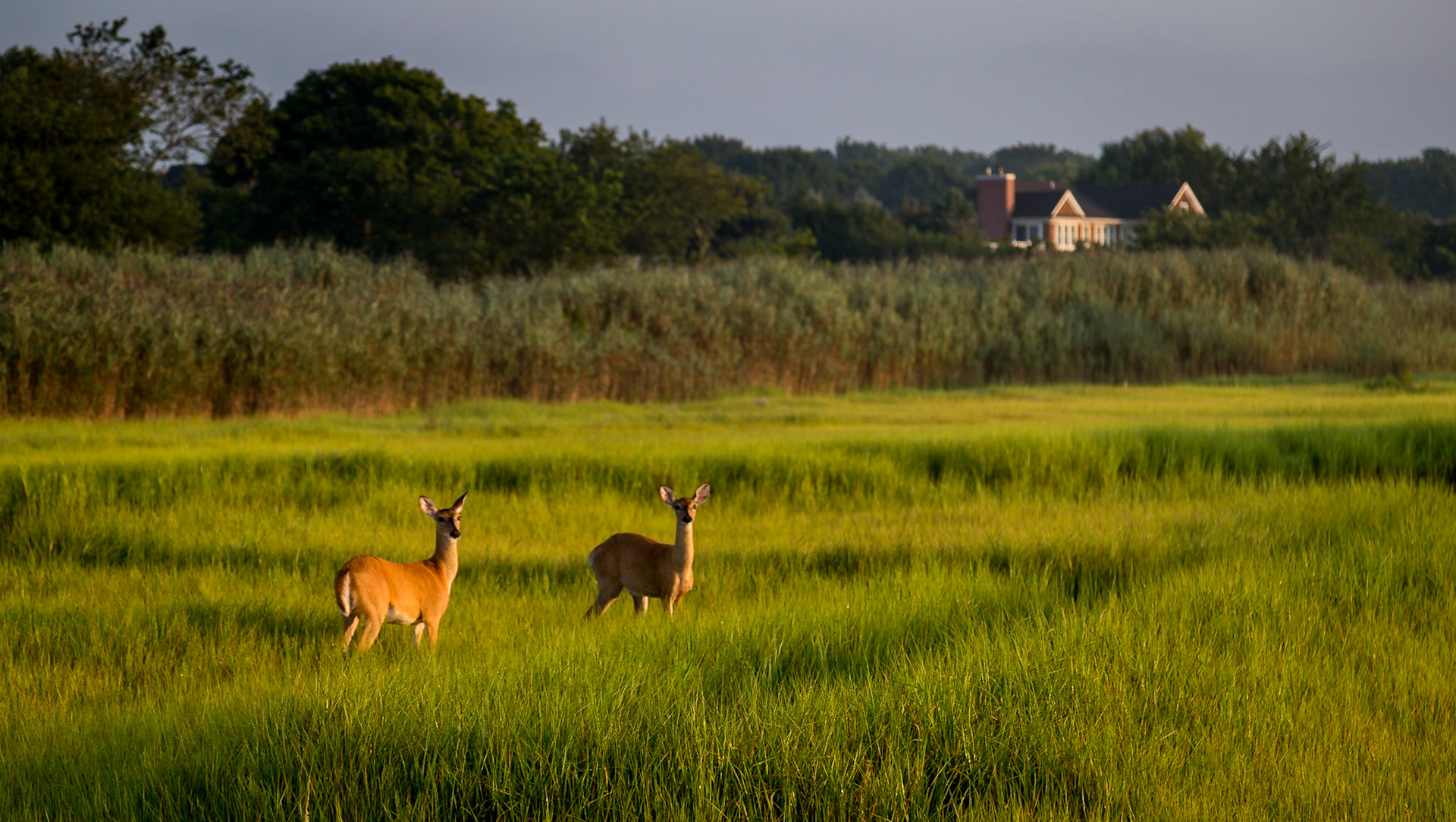 Westhampton, Summer Morning.