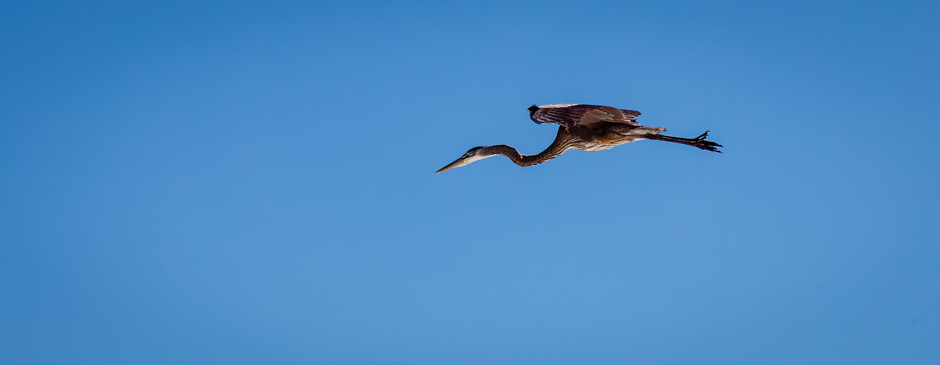 Heron in Flight