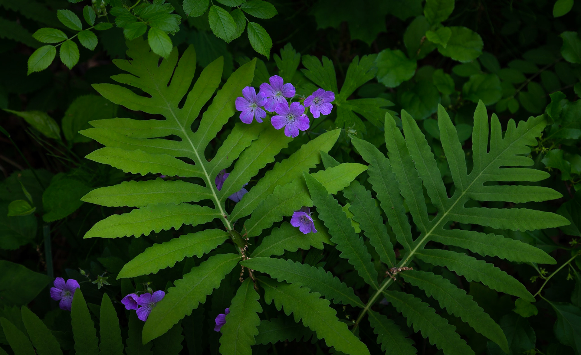 Trailside, Delmar