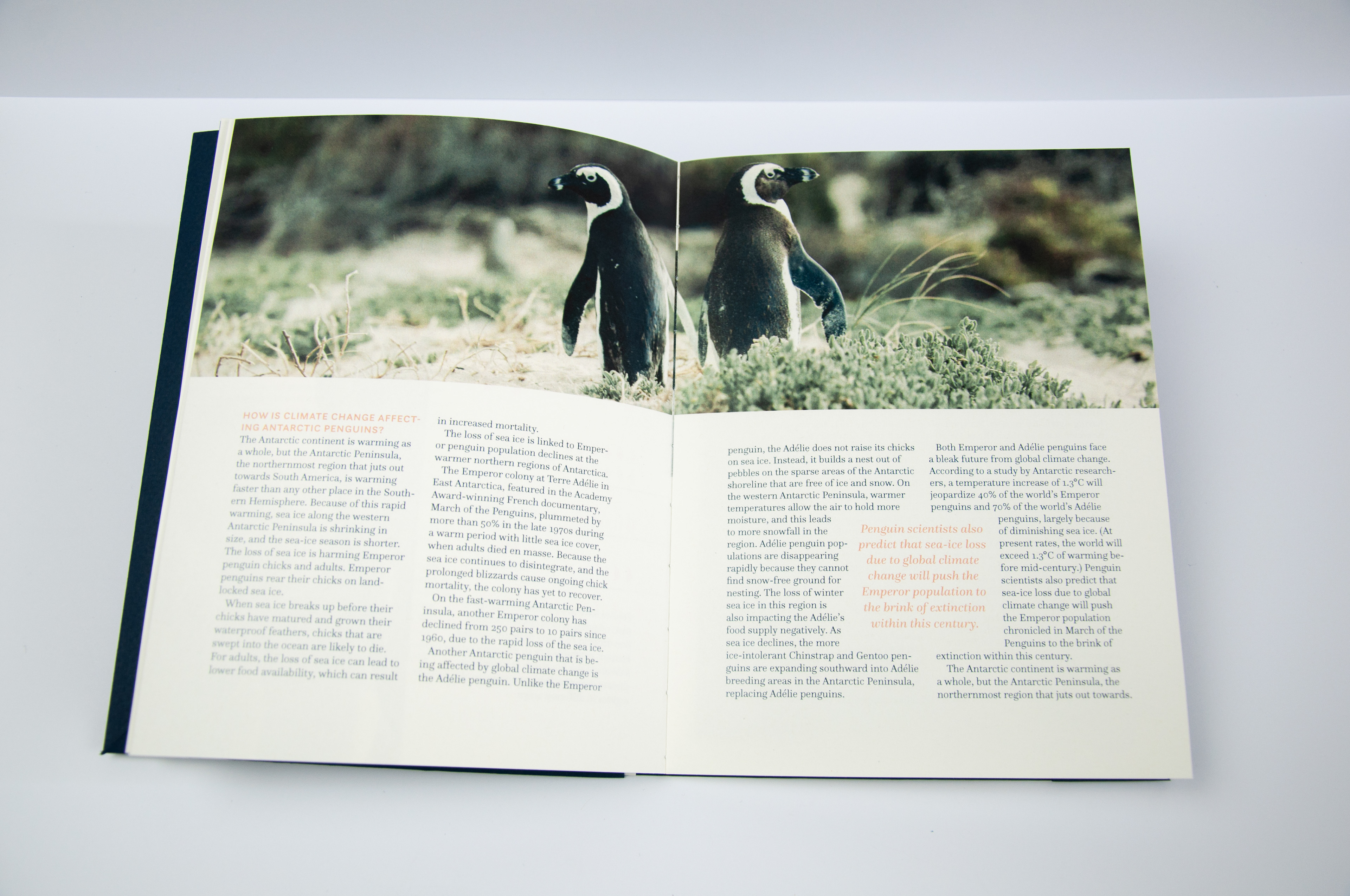 Featured Article: Waddling Wonders