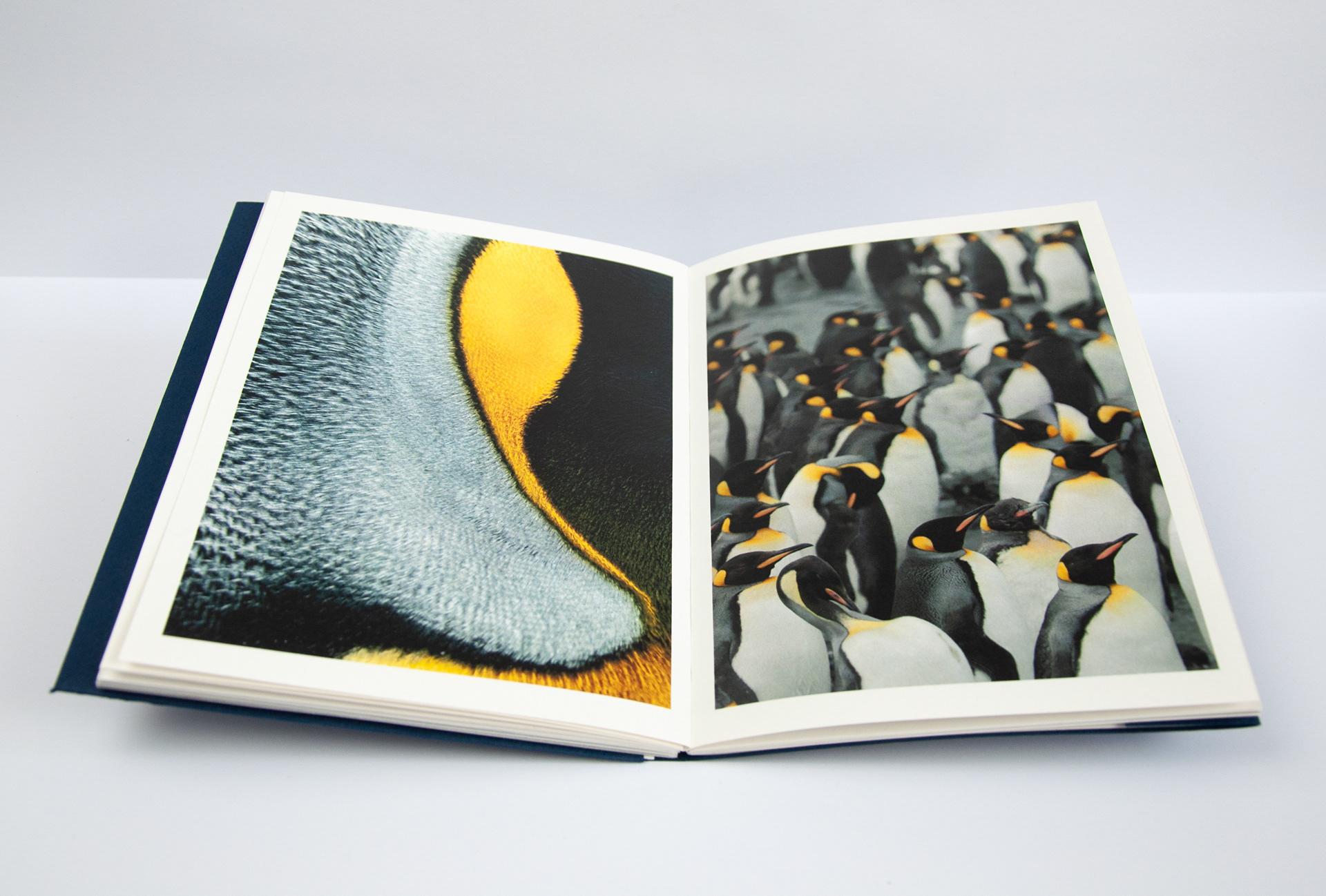 Featured Article: Photo Gallery