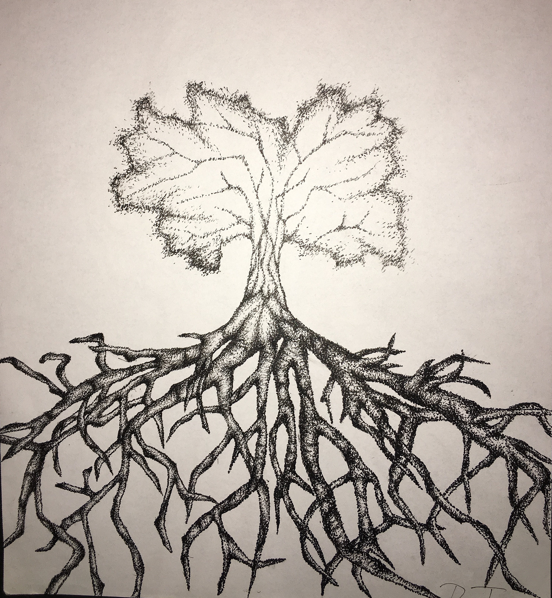 Stippling pen & ink drawing of large tree roots.