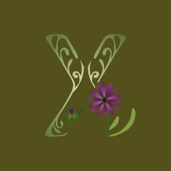 Xeranthemum
