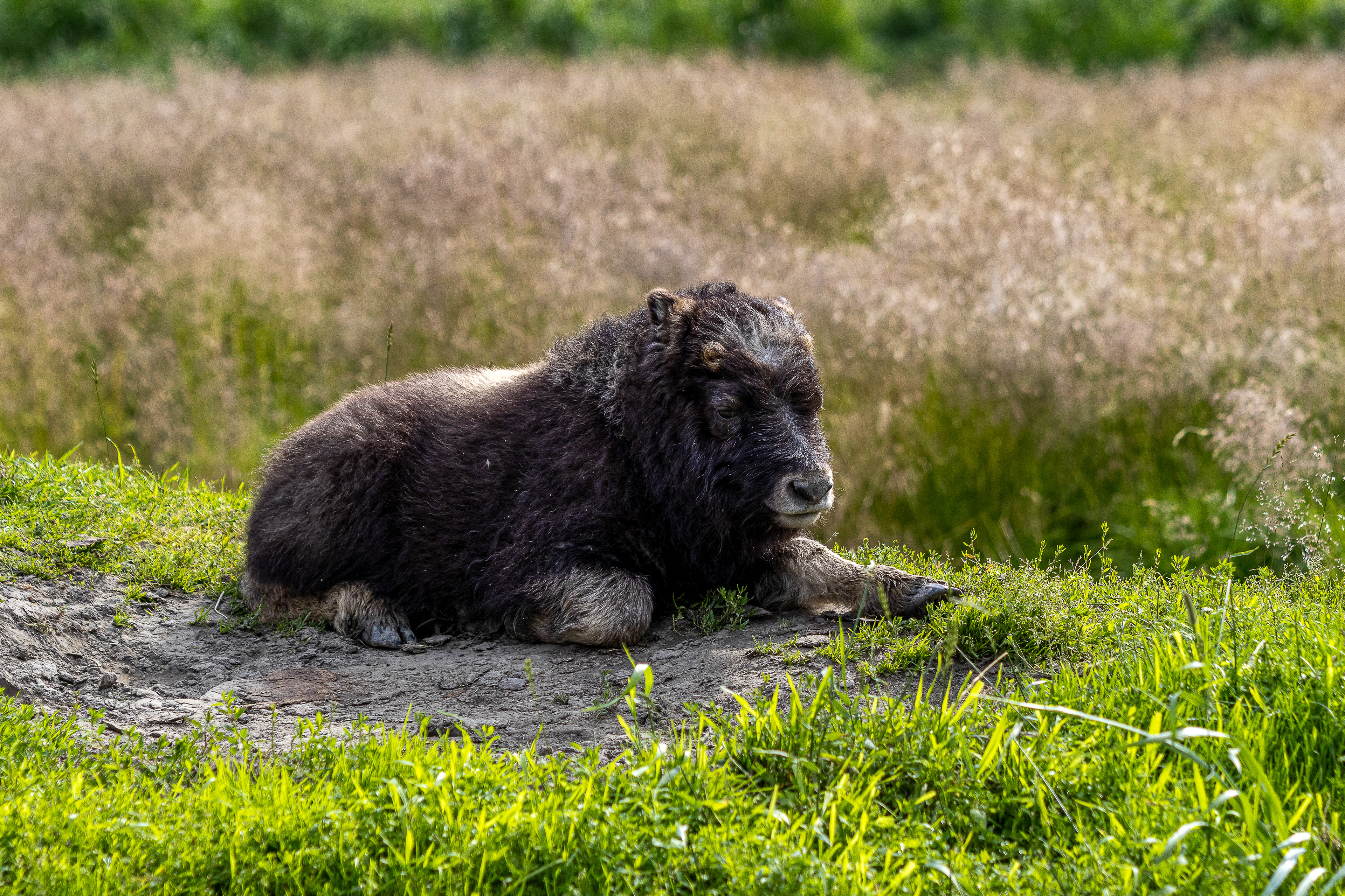 Musk Ox calf, AK, 2024 - Digital Image