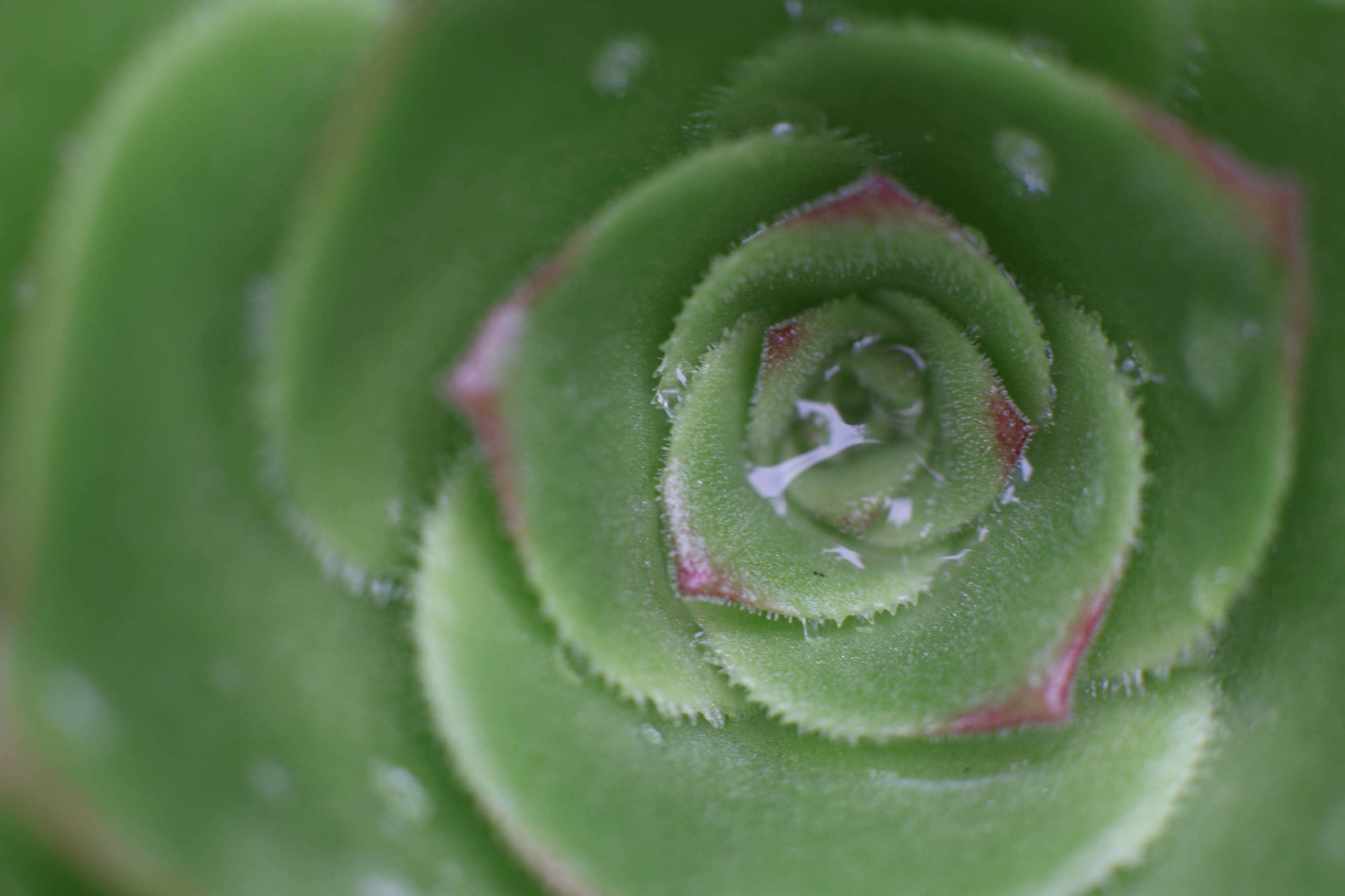 Echeveria, 2024 - Digital Image