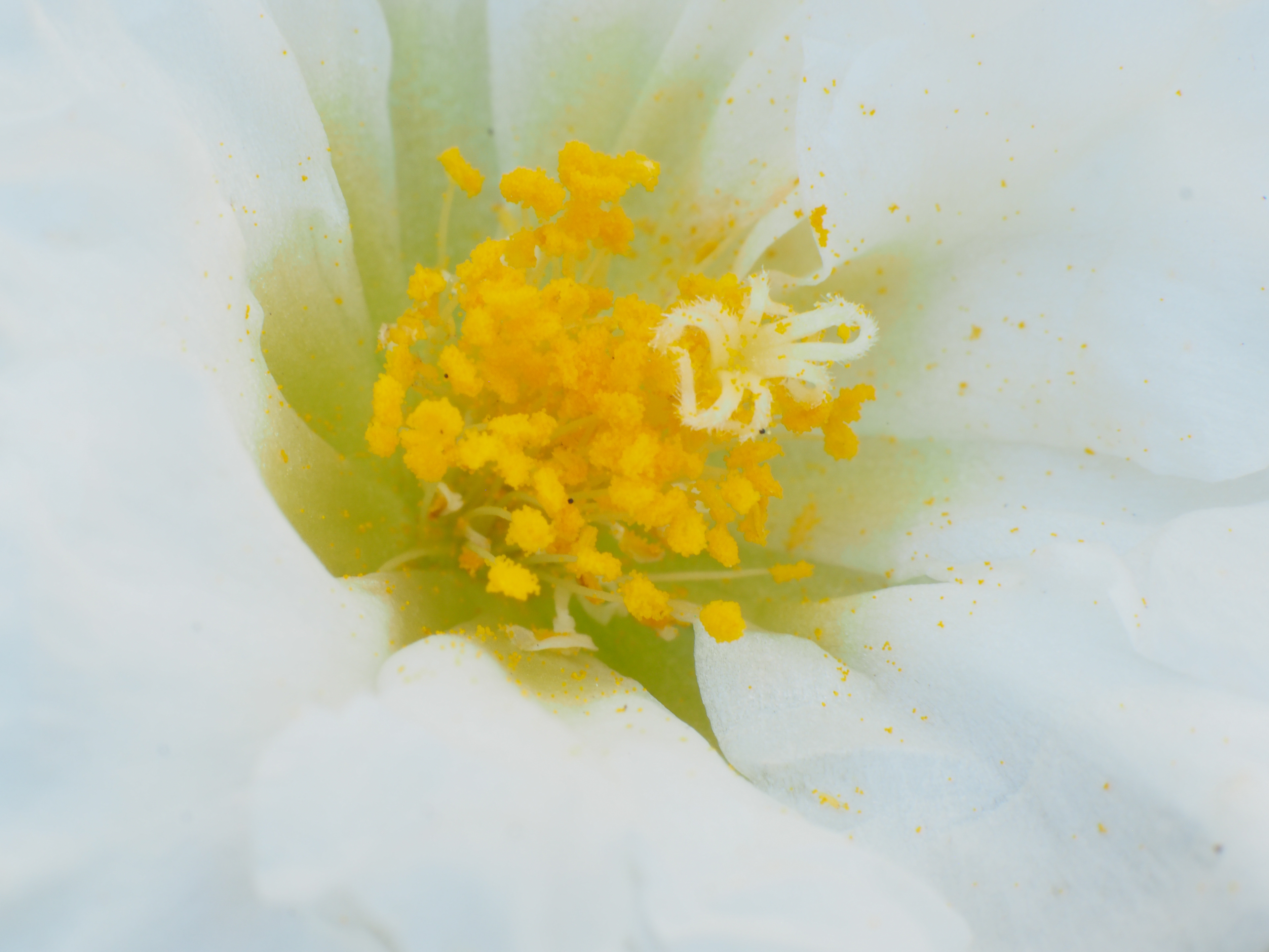 Macro, 2023 - Digital Image