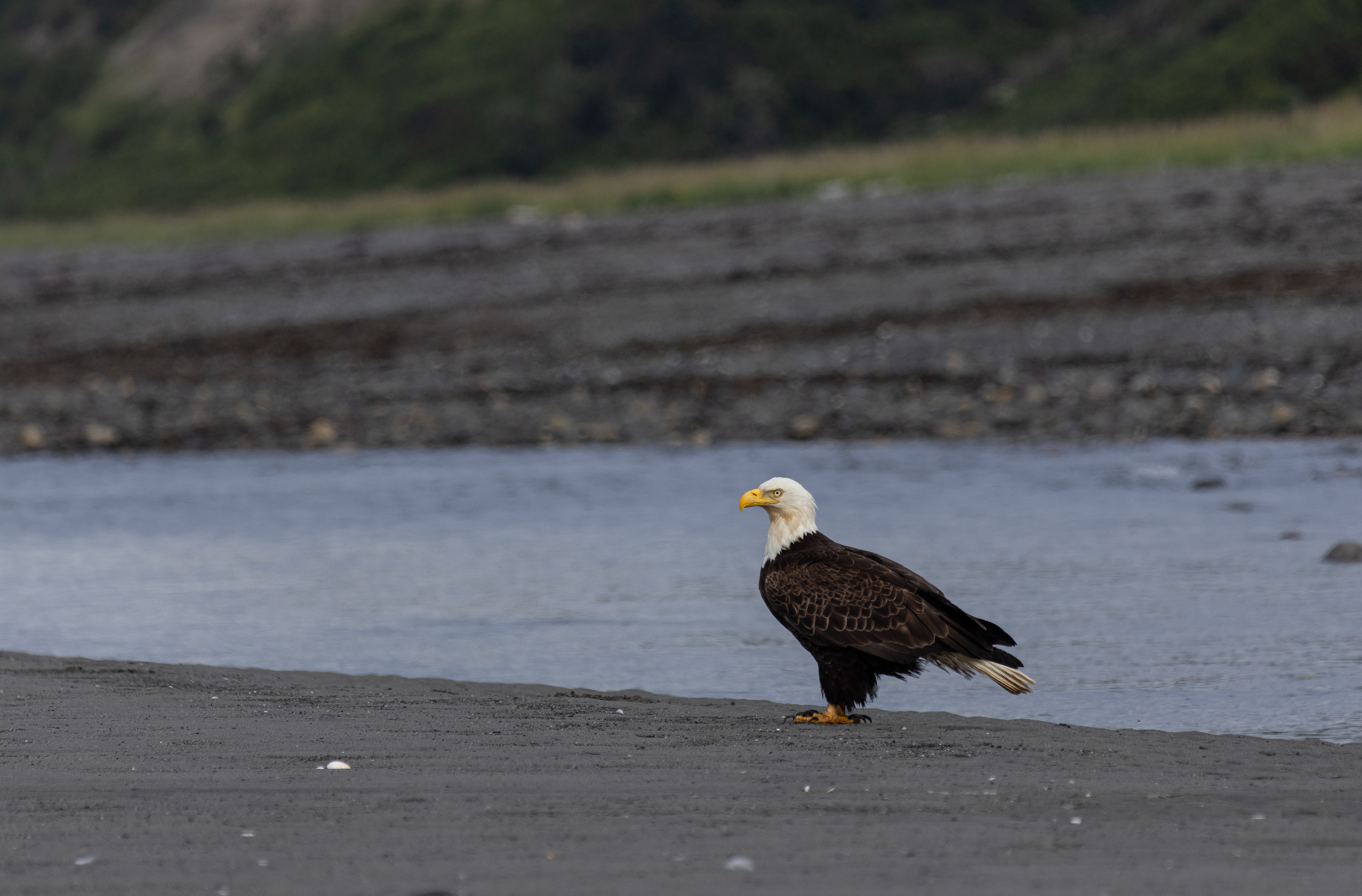 Eagle, Anchor Point AK, 2024 - Digital Image
