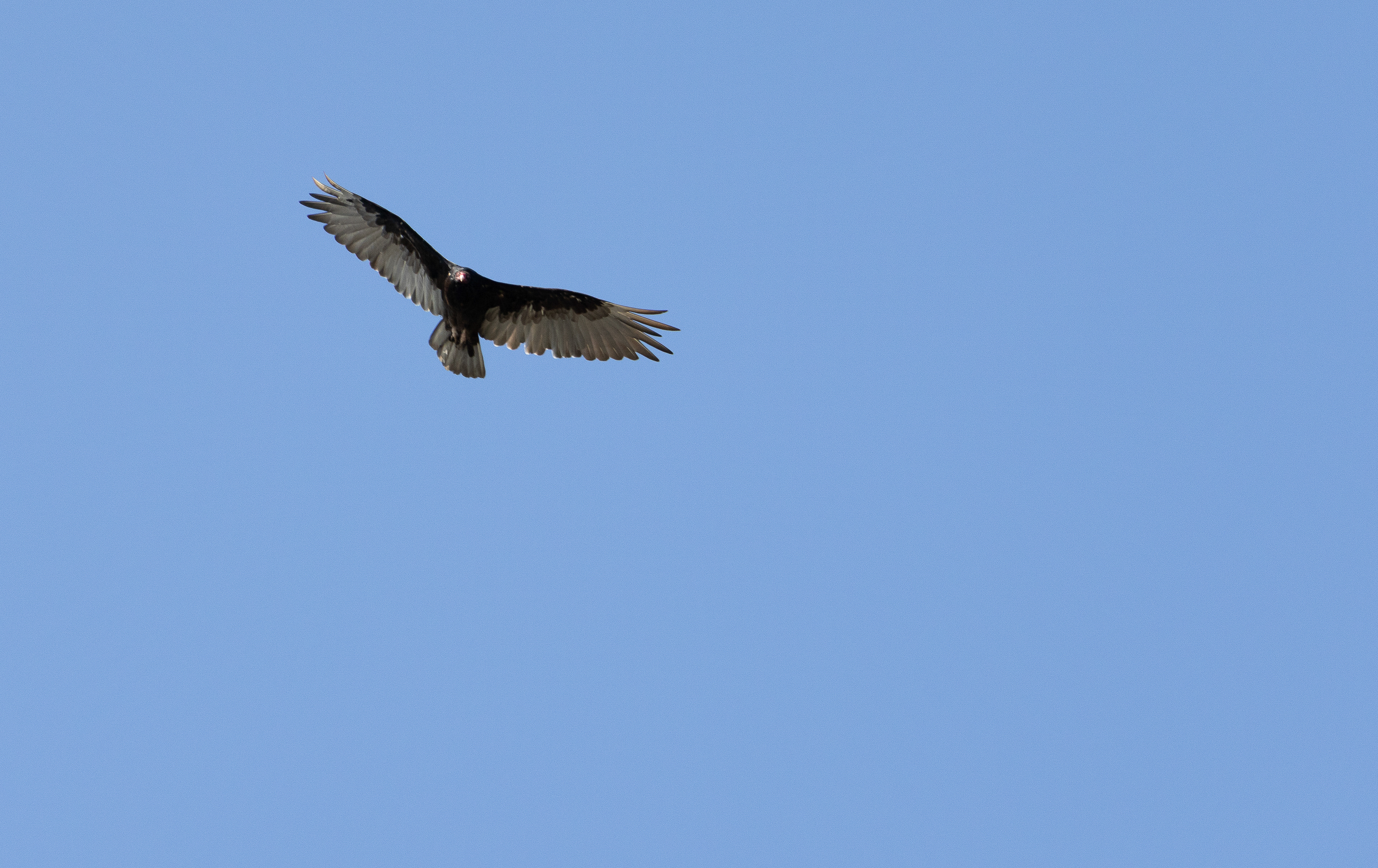 Vulture, Sonoma CA, 2024 - Digital Image