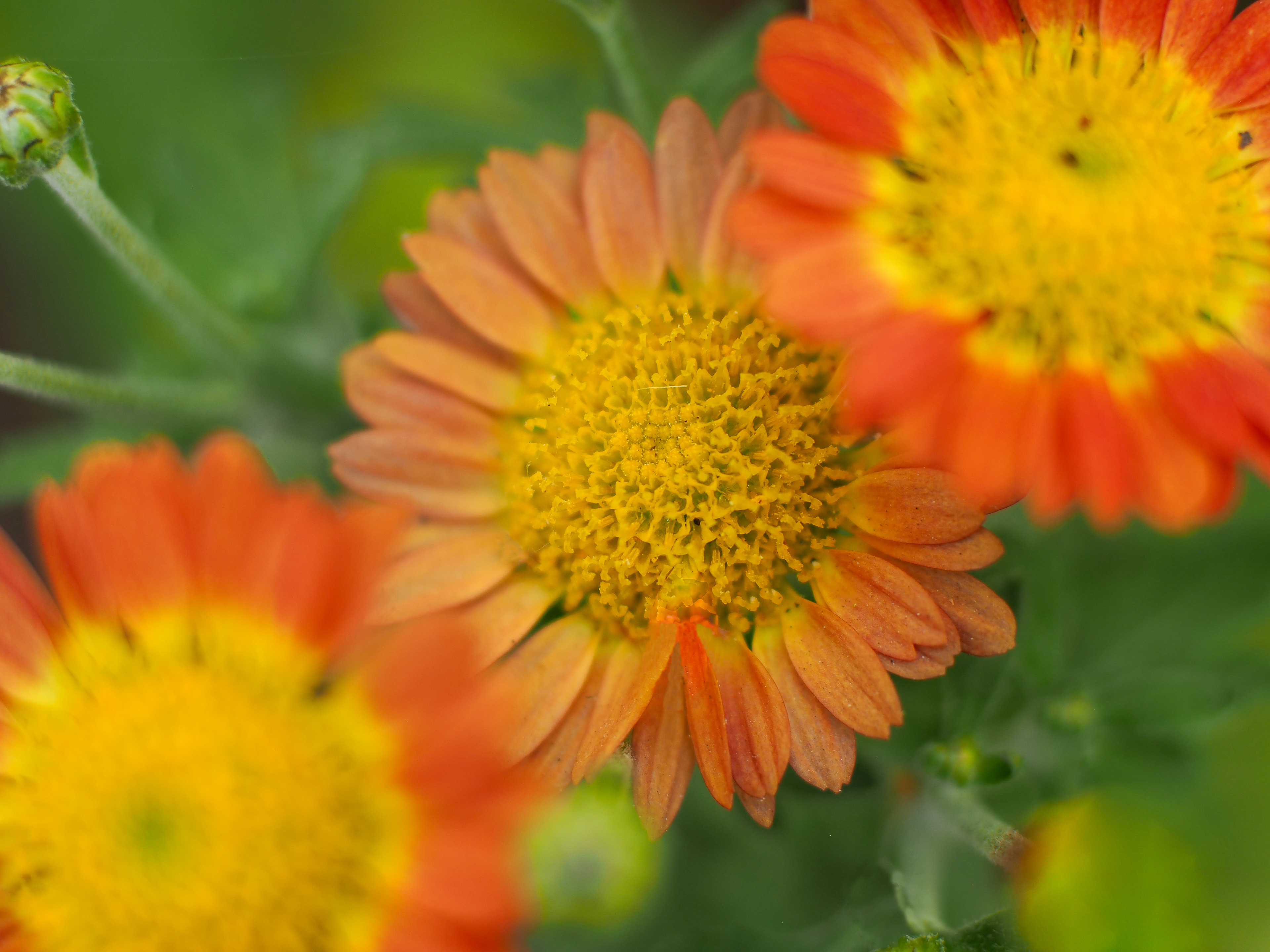 Chrysanthemum, 2023 - Digital Image