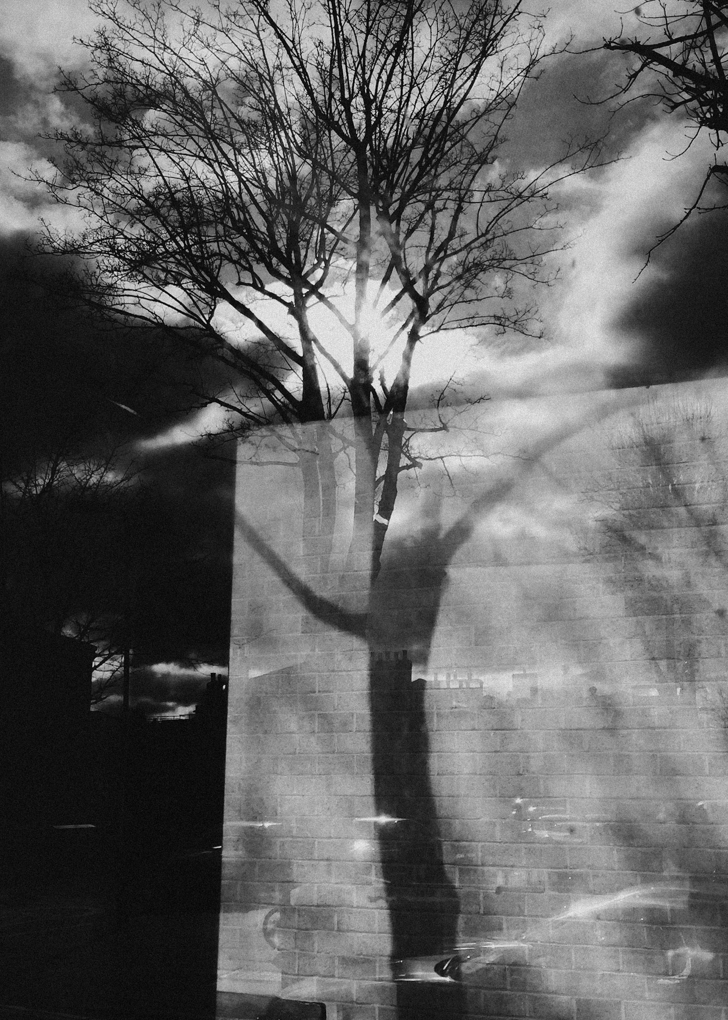 Shade of Tree