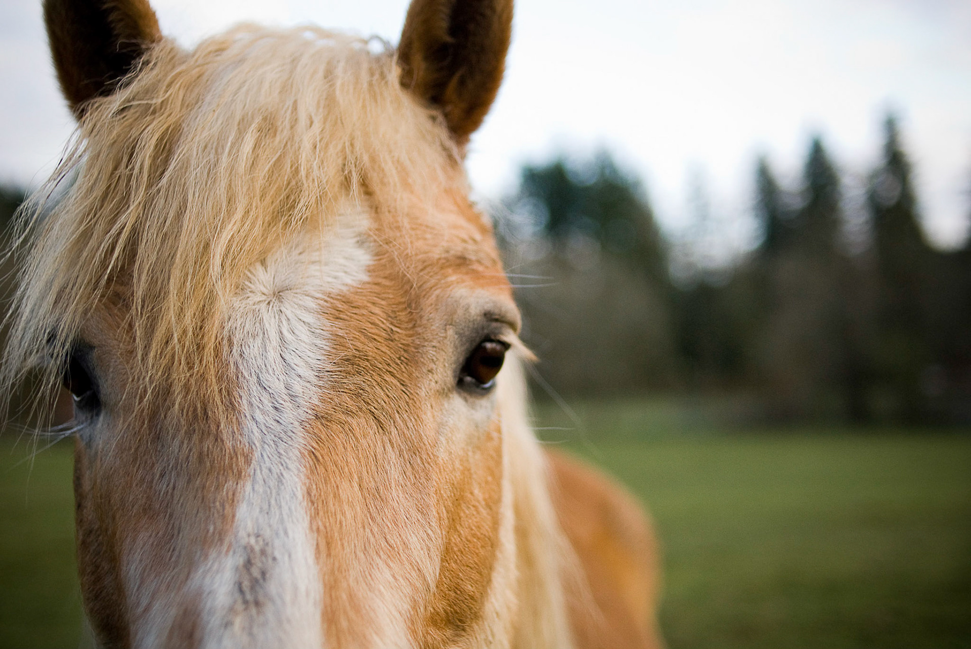 What a beautiful horse. I approached with a handful of green grass, but the horse didn't pay me any attention. Then I whipped out my camera and curiosity took over. I grabbed this shot, and about 30 others that may be worth looking at. What a photogenic horse!
