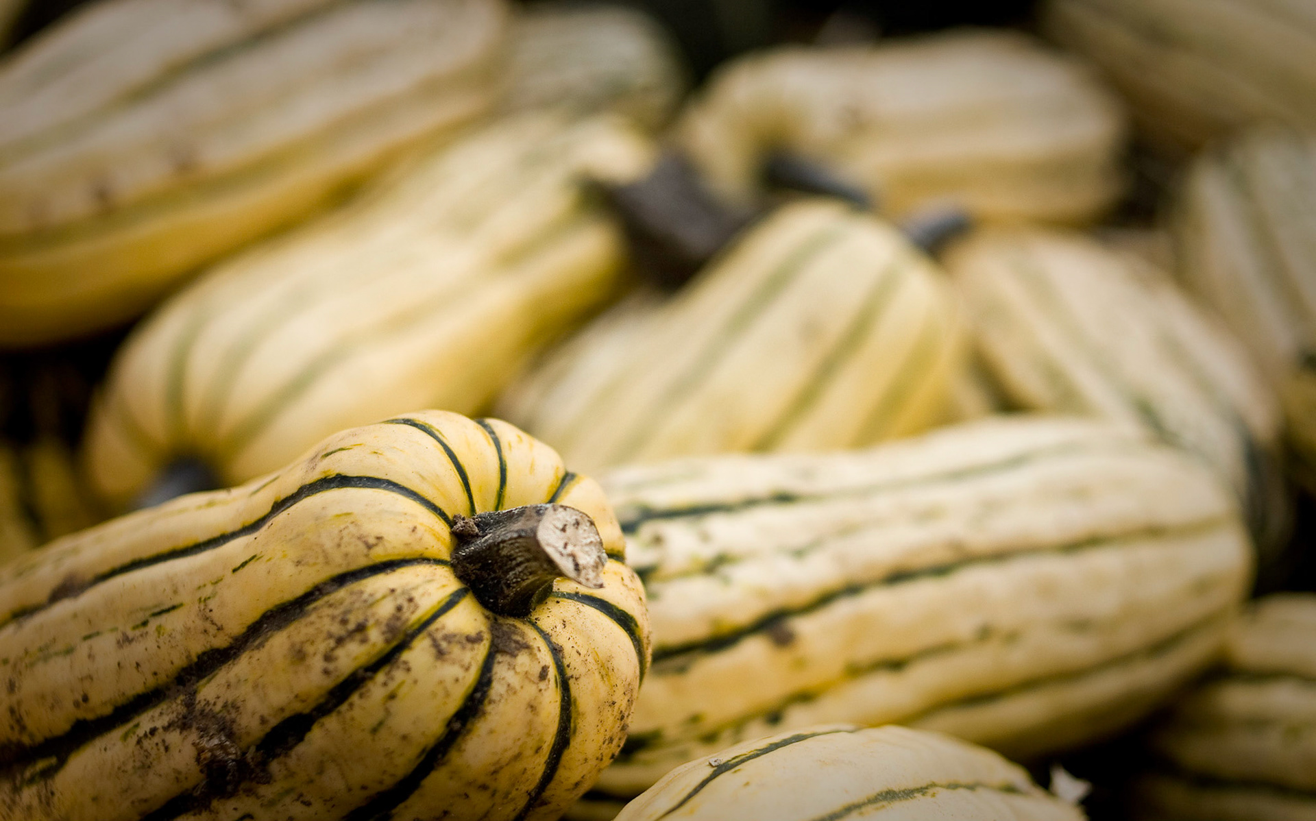 Odd shaped pumpkin at a farm near Canby, OR.