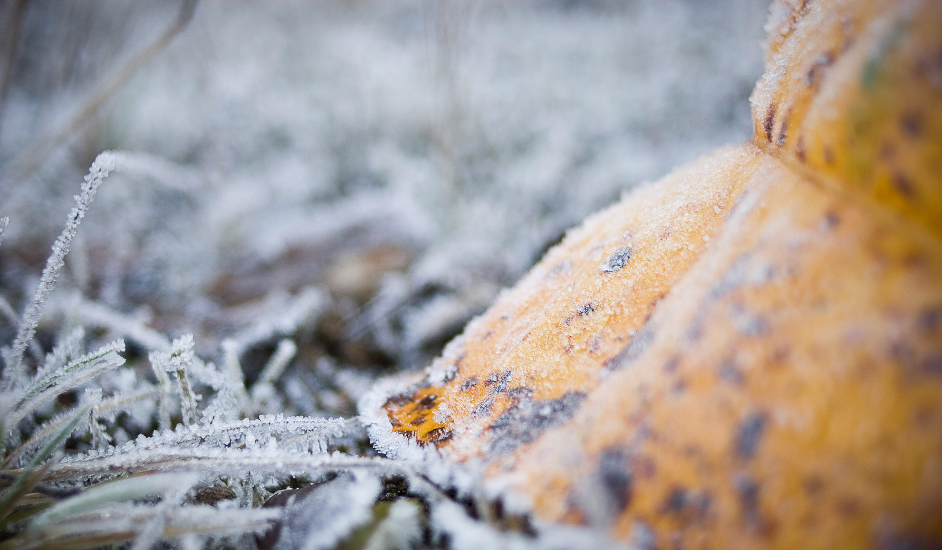 There's an enchanted forest near my house. Elves and such lounge around and perform magic tricks. While I was there, I grabbed this shot.