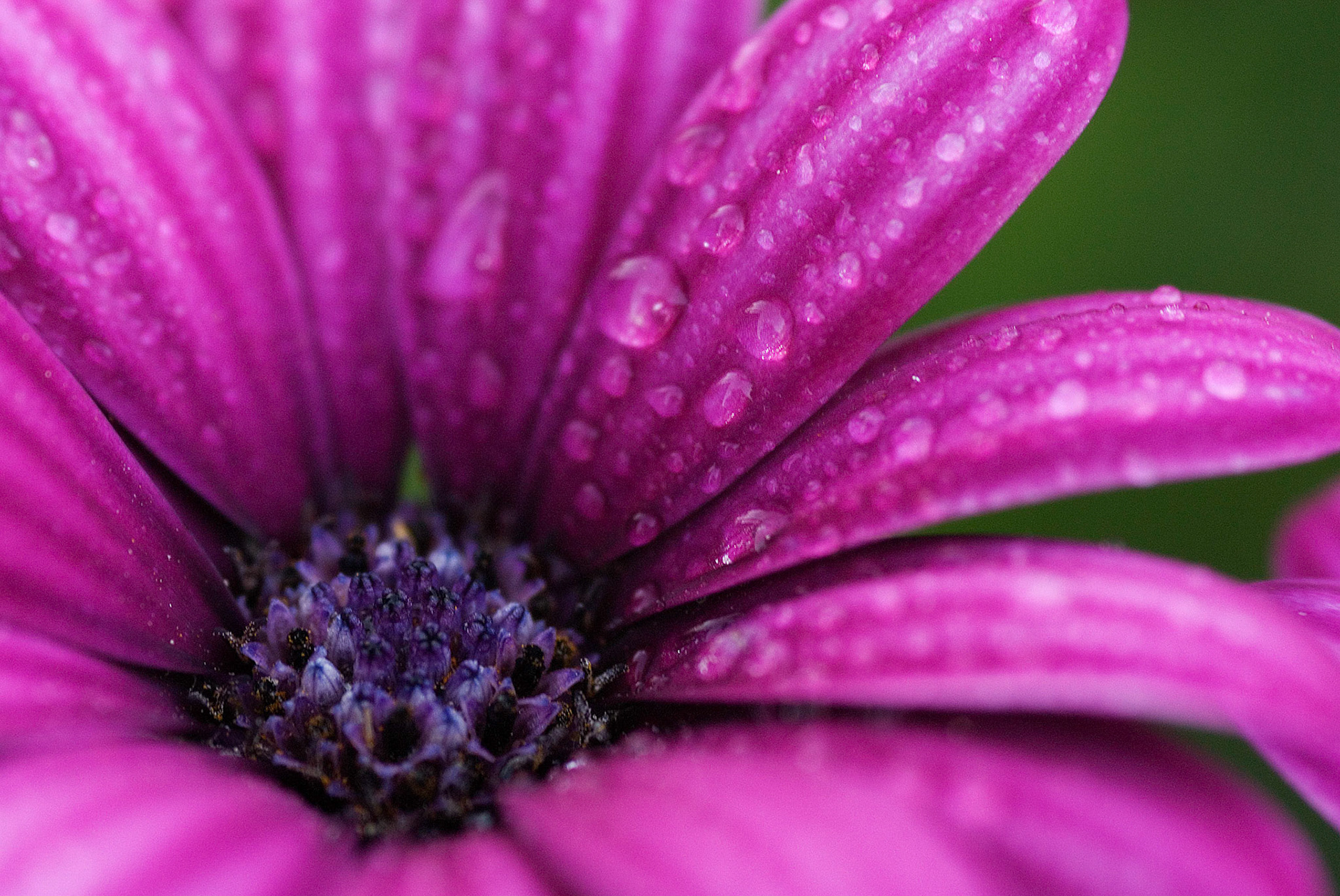 Water drops on a purple flower.
