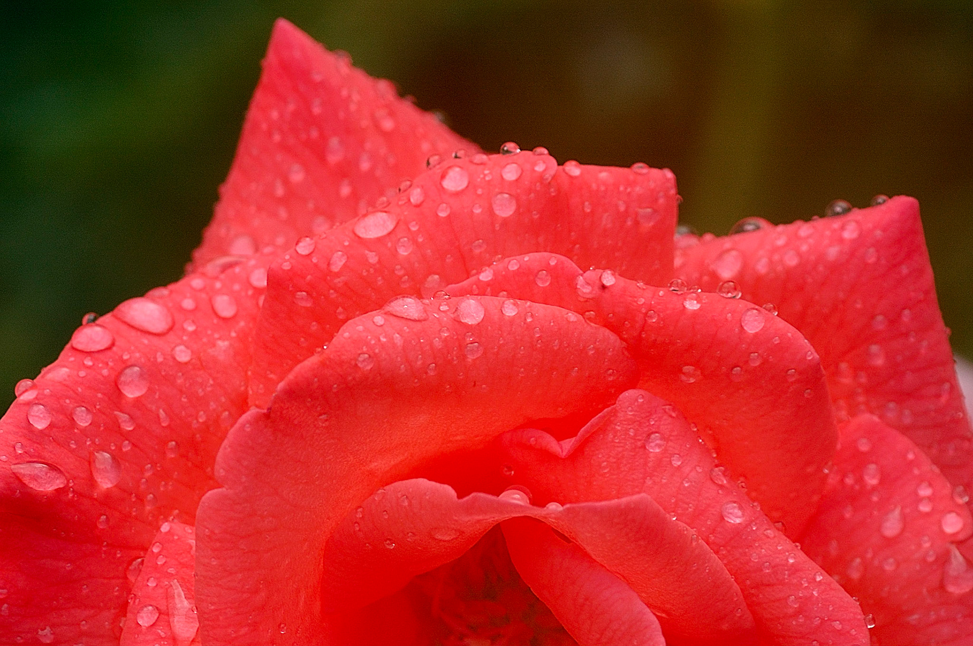 A red rose, taken outside my grandparents' house in Butteville, Oregon. They have tons of roses every year.