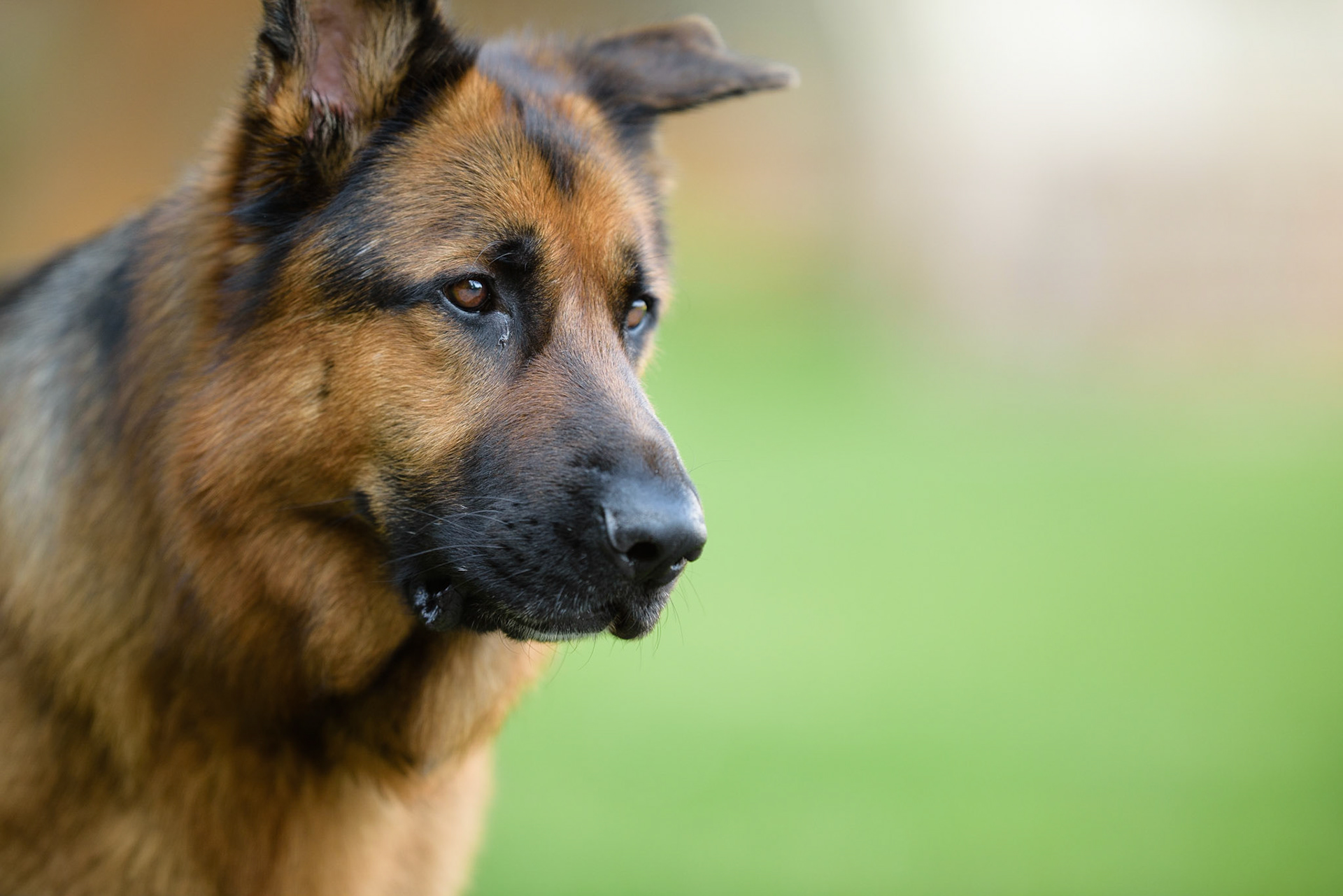 A German shepherd ready to defend his territory.