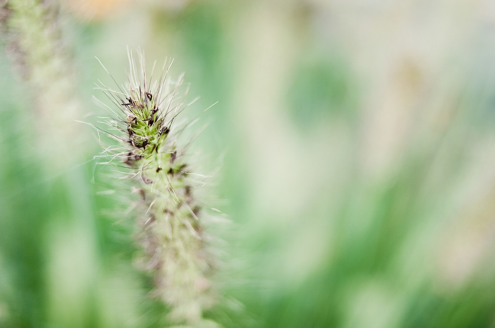 For Fuzzy Muggins, today is a*good* hair day.