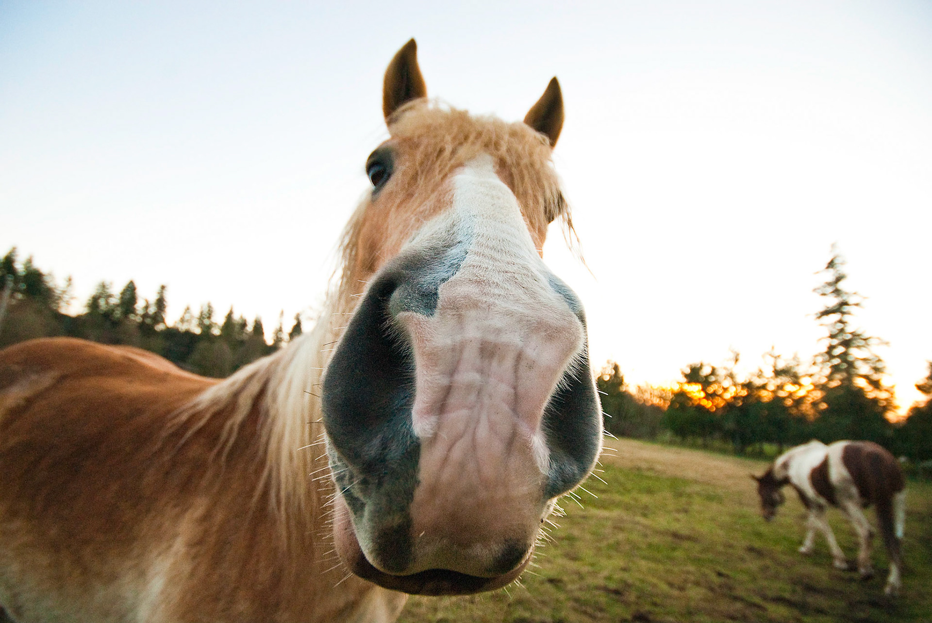 Horse + wideangle = fun!