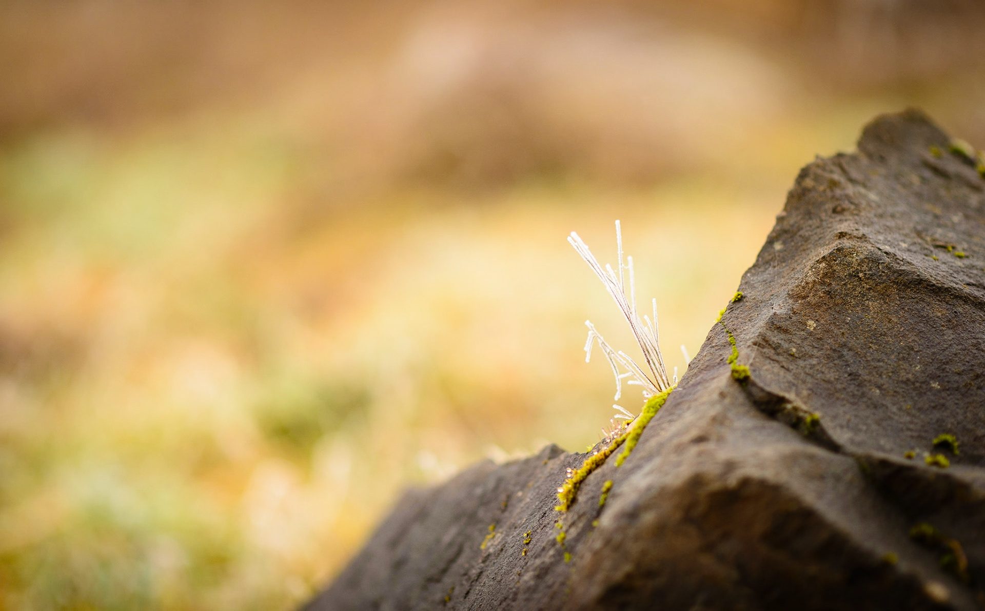 A sprout of grass frosted over, springing from a rock, against a warming field in the background.