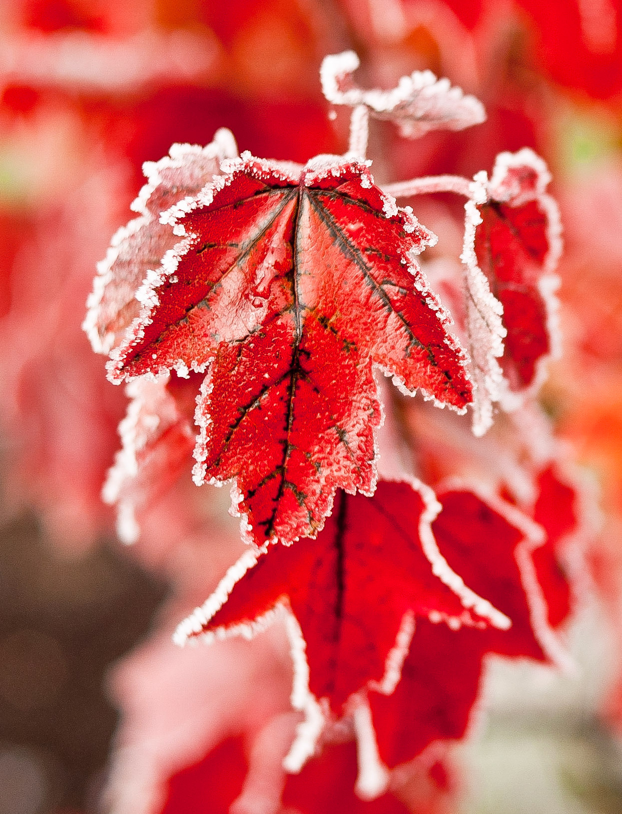 A tiny leaf frosted on a cold fall morning in Battle Ground, WA