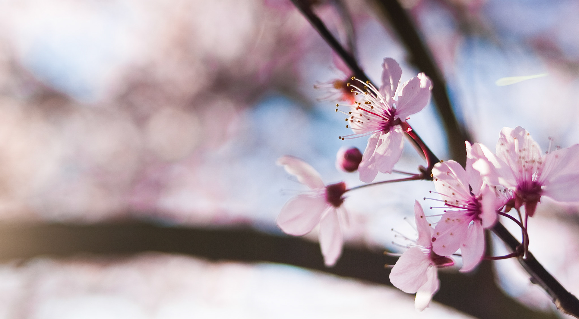 The weather is turning around here, and the cherry blossoms are following suit.