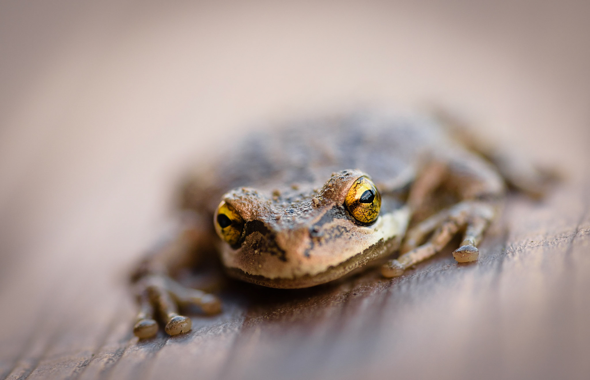 A bright-eyed frog ready to jump.