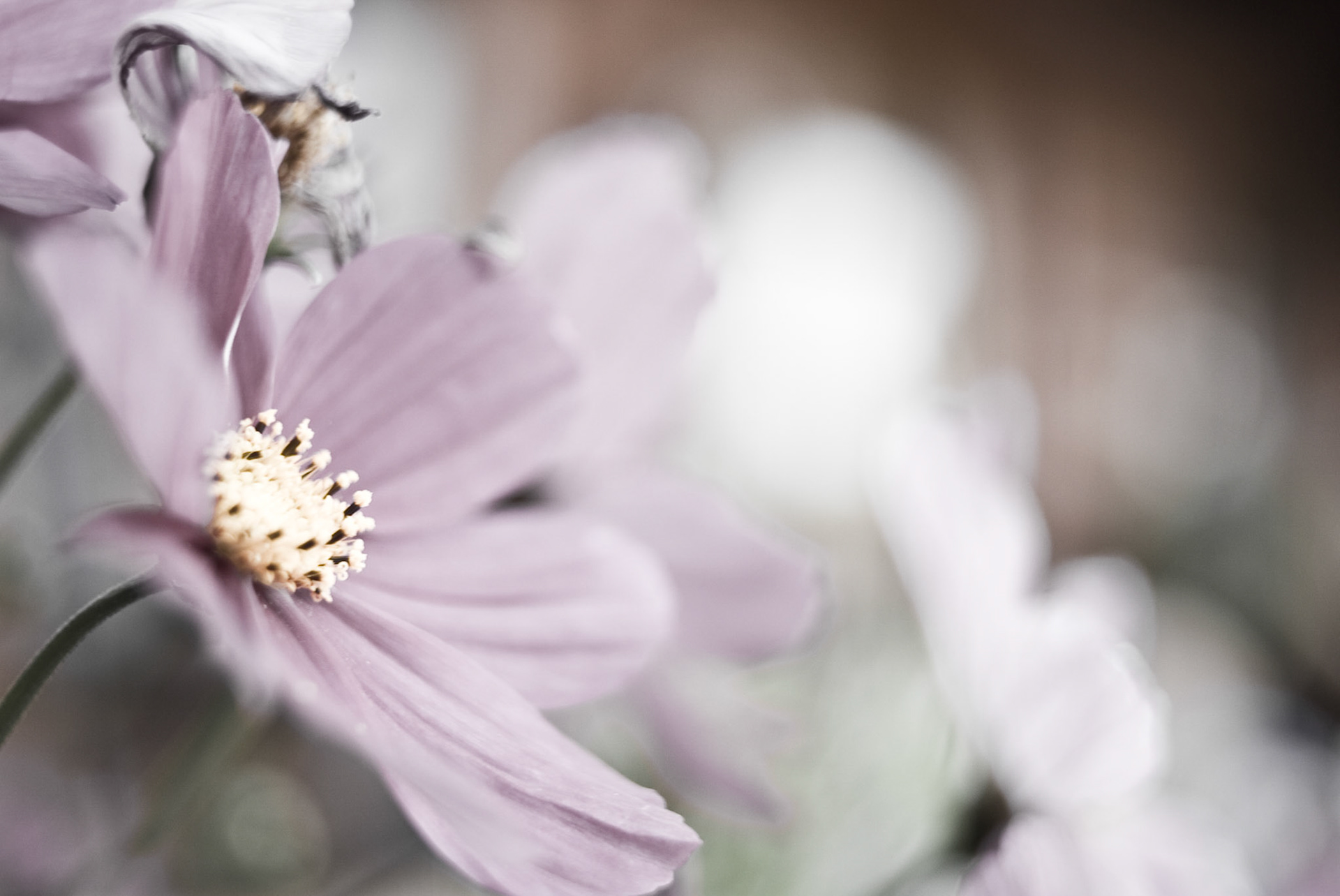 A desaturated look at a flower out at my wife's parents' farm.