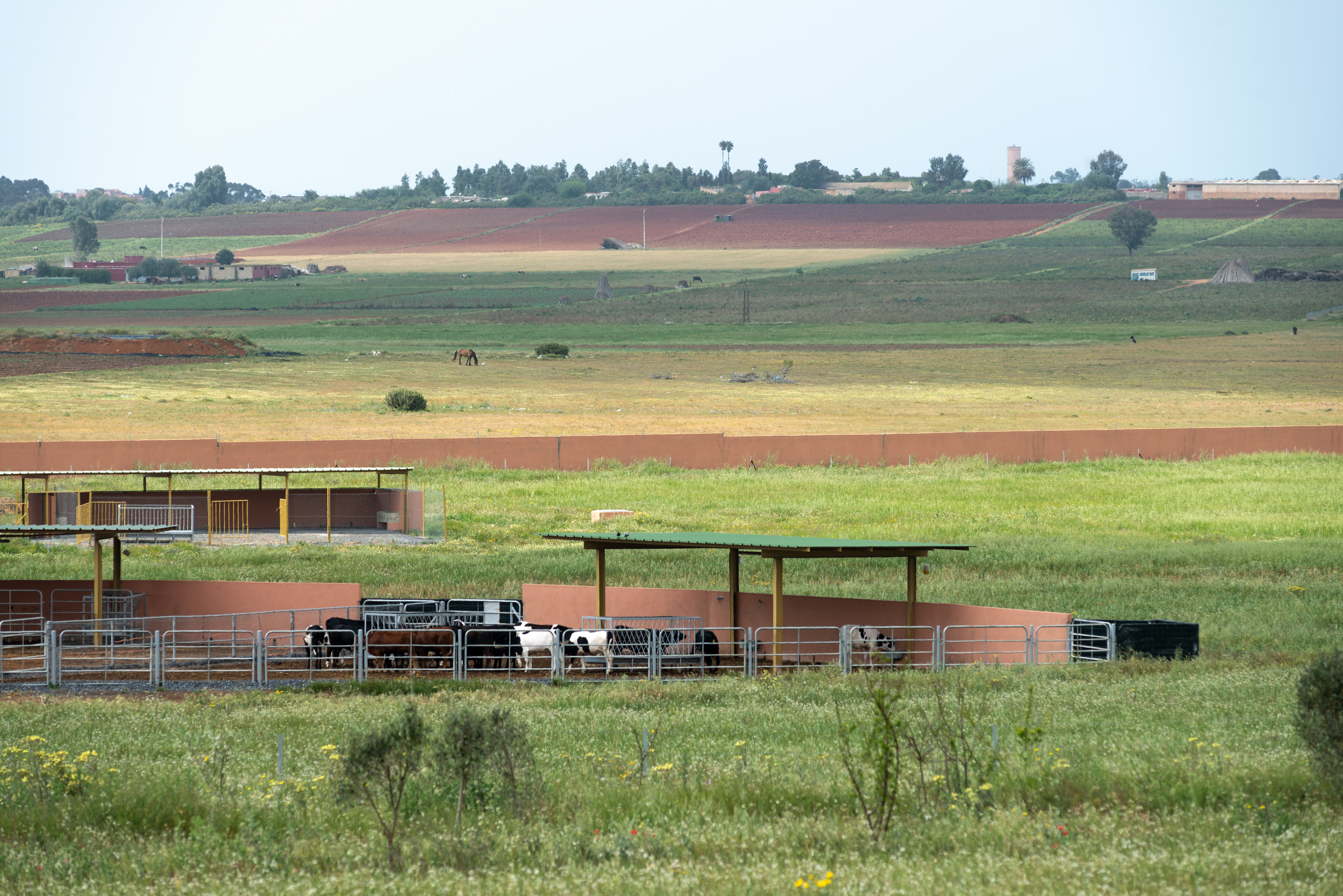 A rural landscape in the region of Casablanca-Settat where MCI Santé Animale is developing bivalent and trivalent vaccines for livestock.