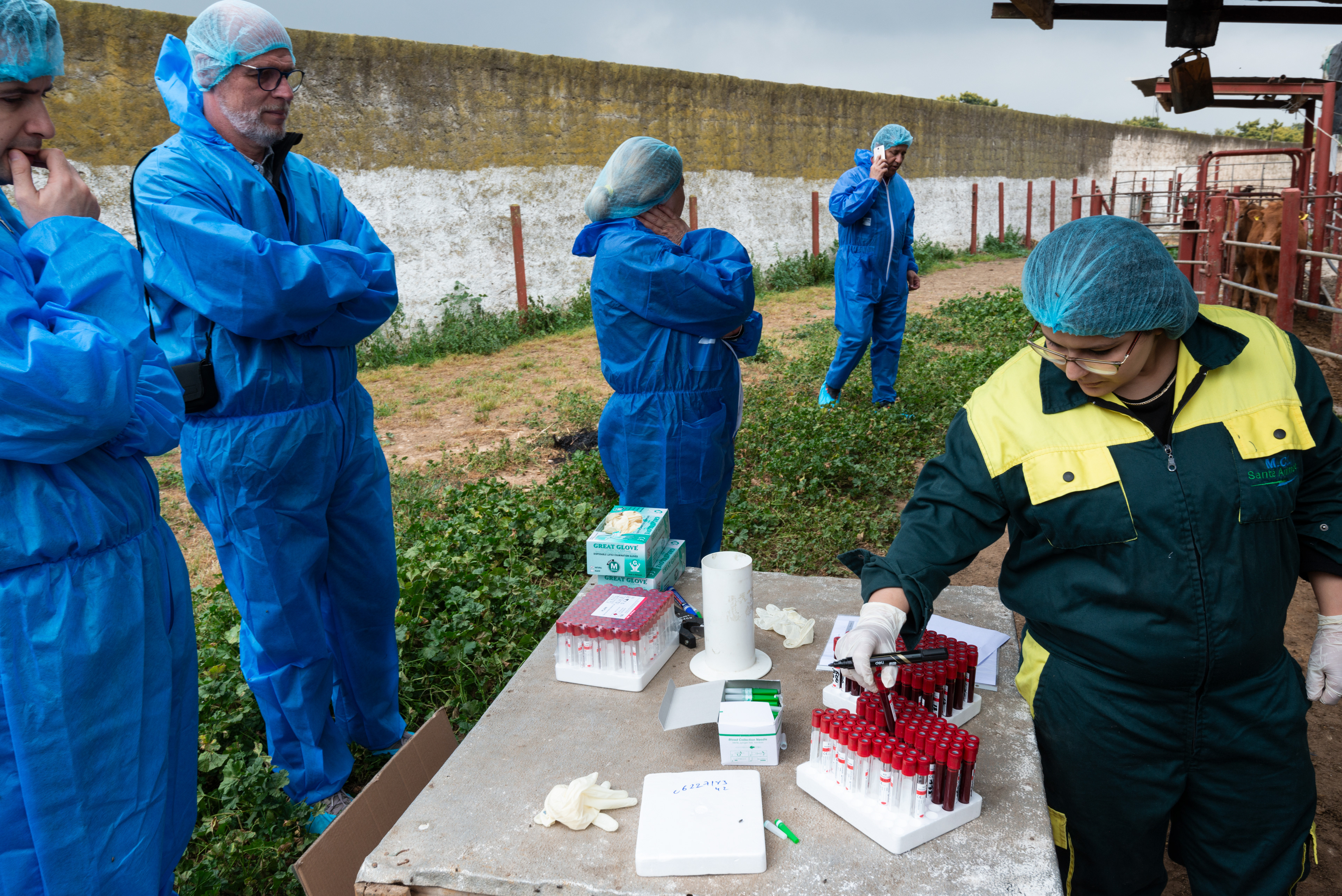 Researech technicians take blood samples from cattle at a farm mangaged by MCI Santé Animale.