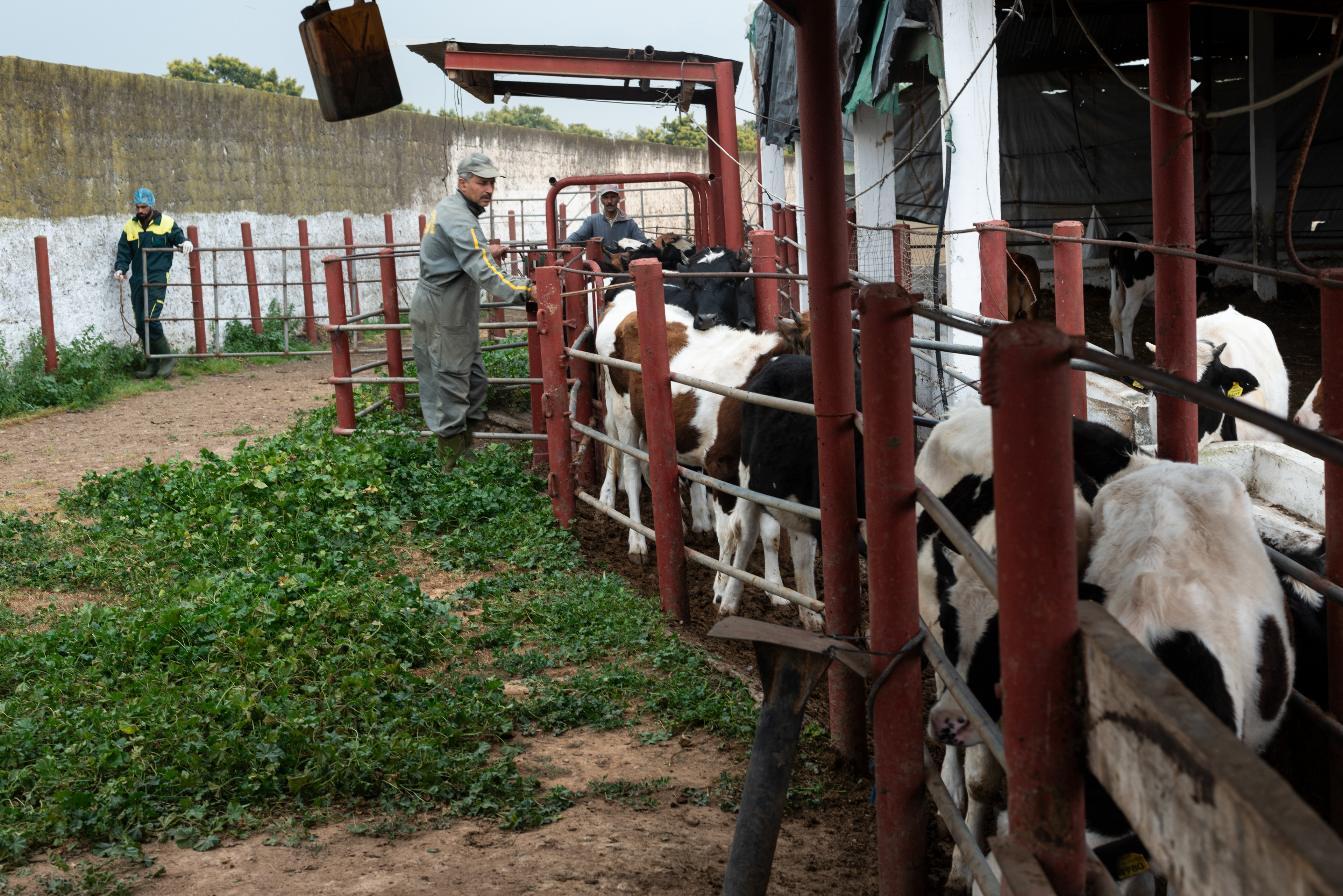Farm workers prepare for researches to take blood samples from cattle at a farm mangaged by MCI Santé Animale.