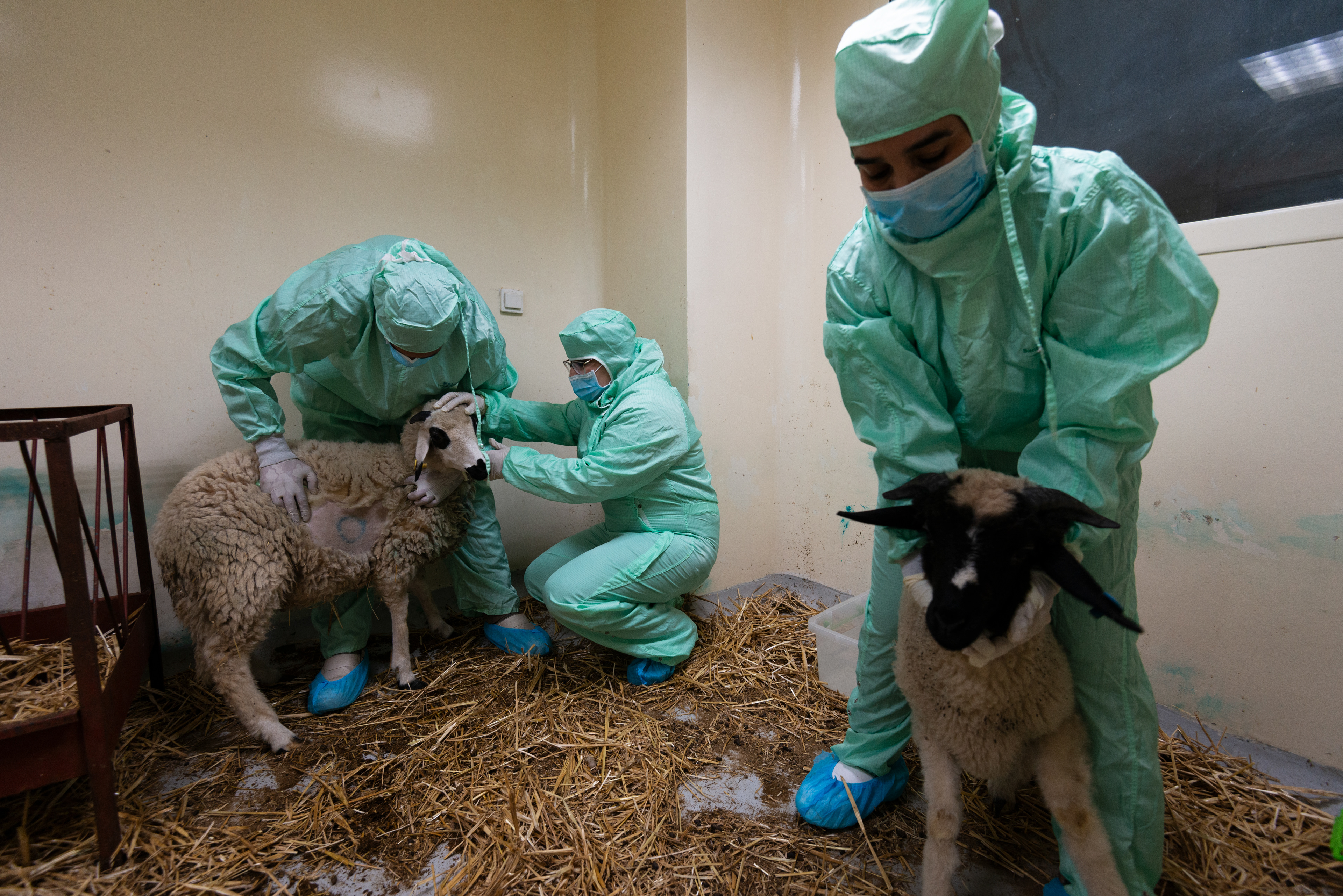 Researechers Zara Bamouh and Hafida Ouchtarmoun test vaccines on lab animals at the MCI Santé Animale laboratory.