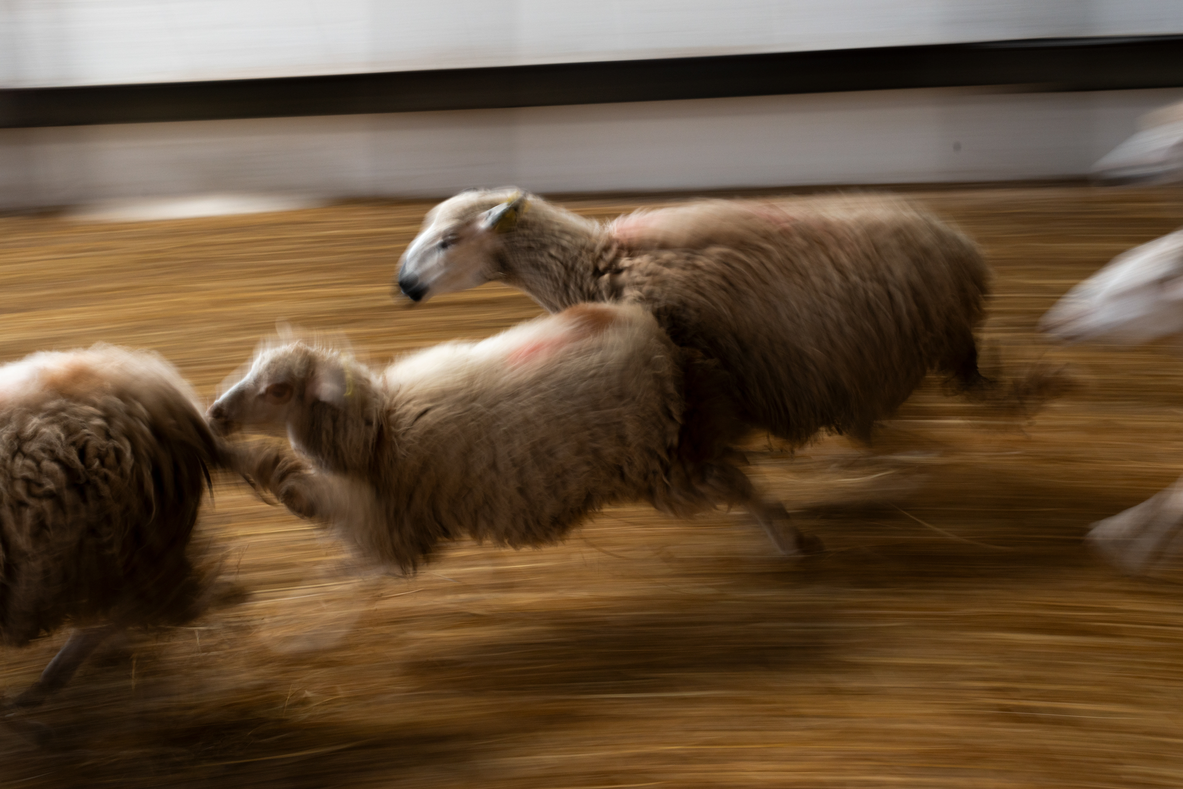 Animals used for testing vaccines at a farm managed by MCI Santé Animale.