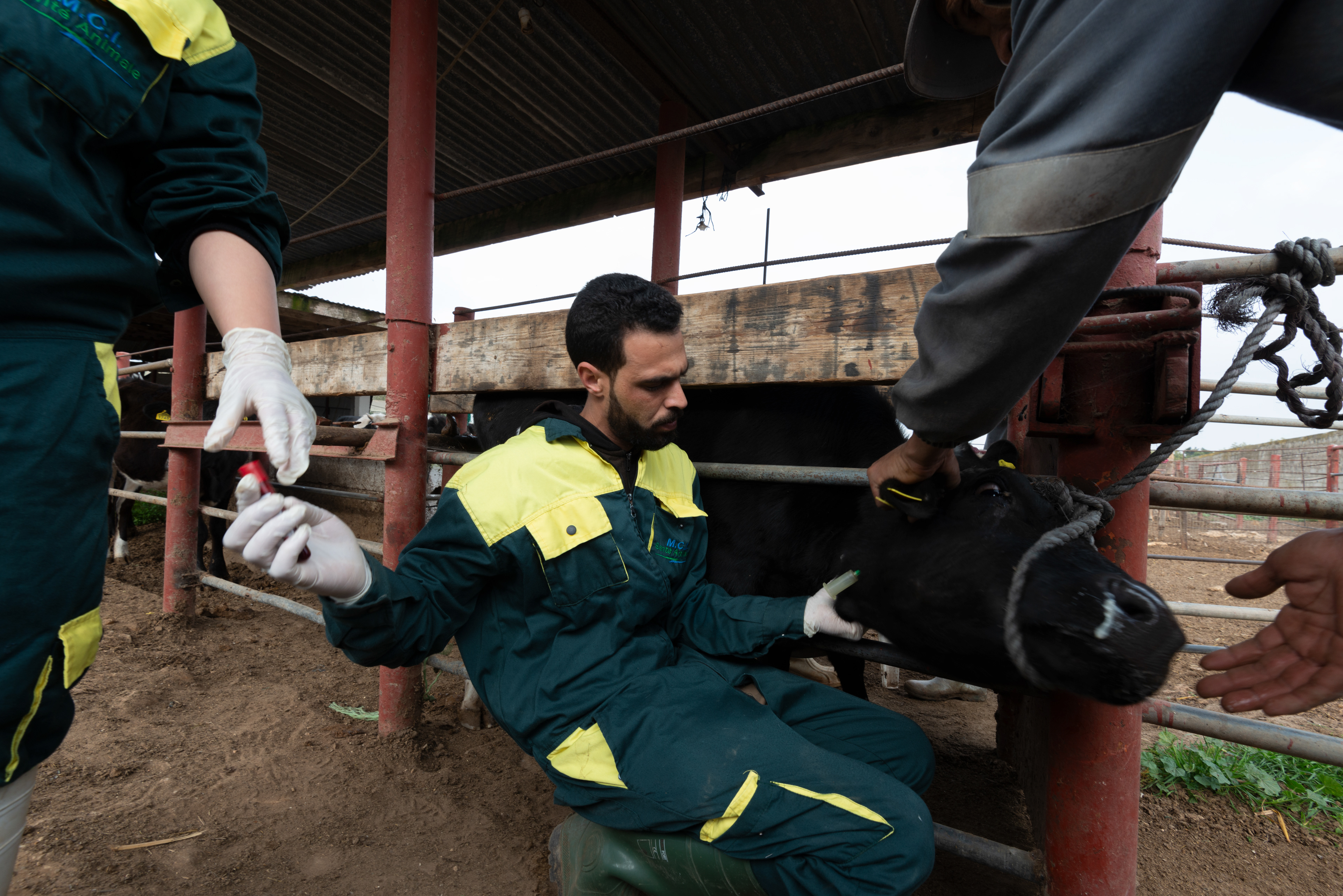 Researech technicians take blood samples from cattle at a farm mangaged by MCI Santé Animale.