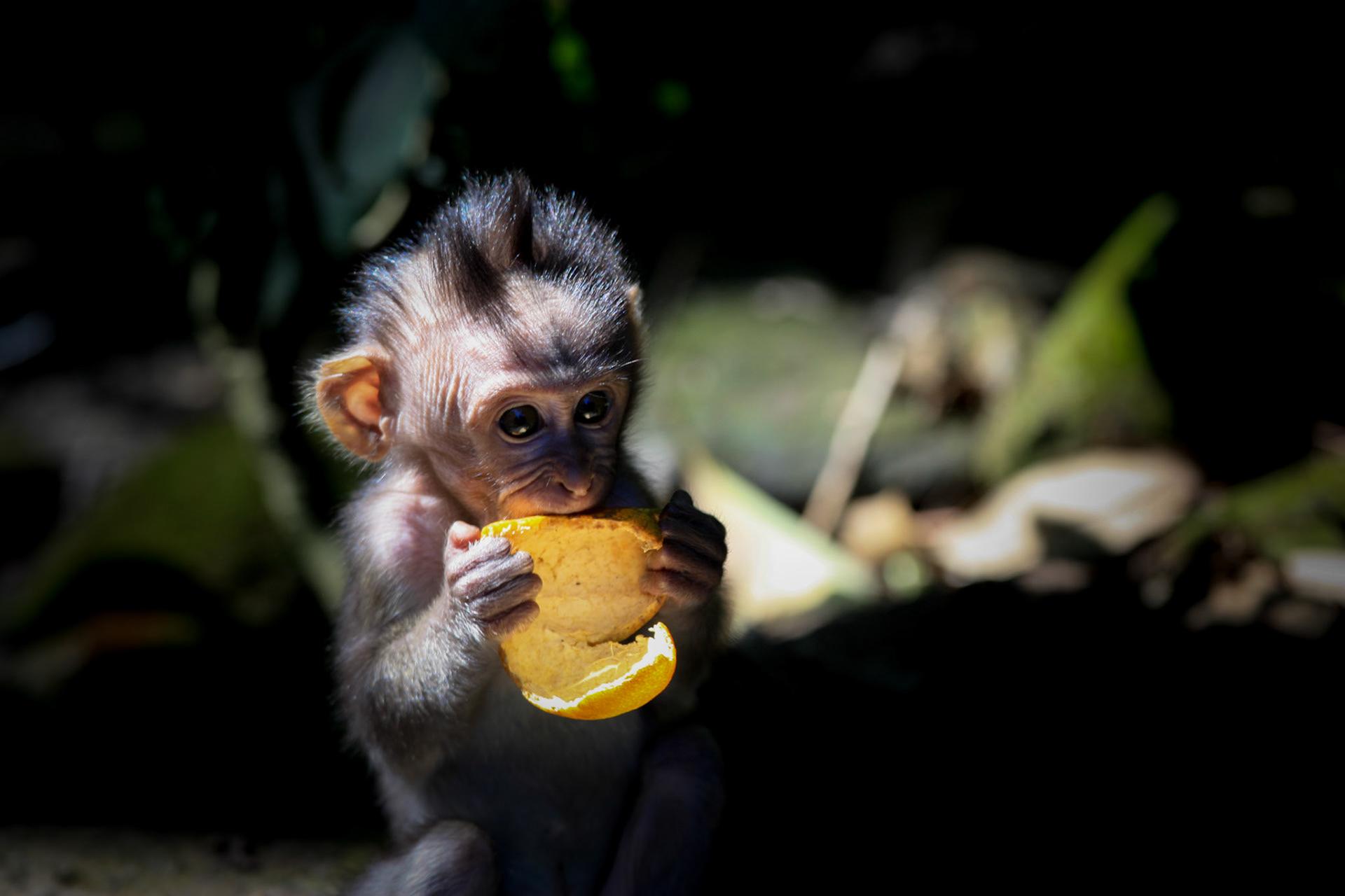 Bébé Macaque jouant avec sa peau d'orange