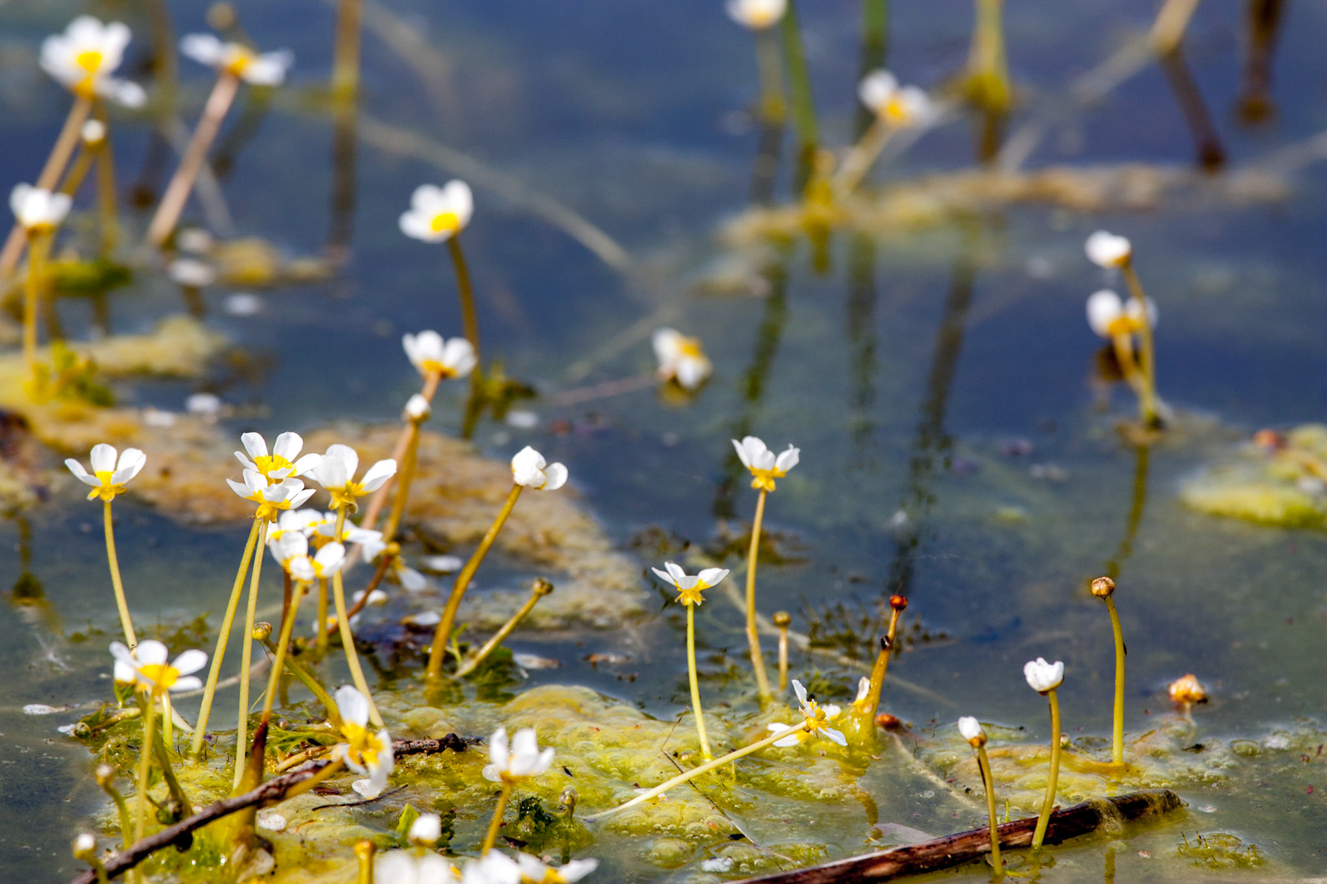 D'eau et d'un peu de terre