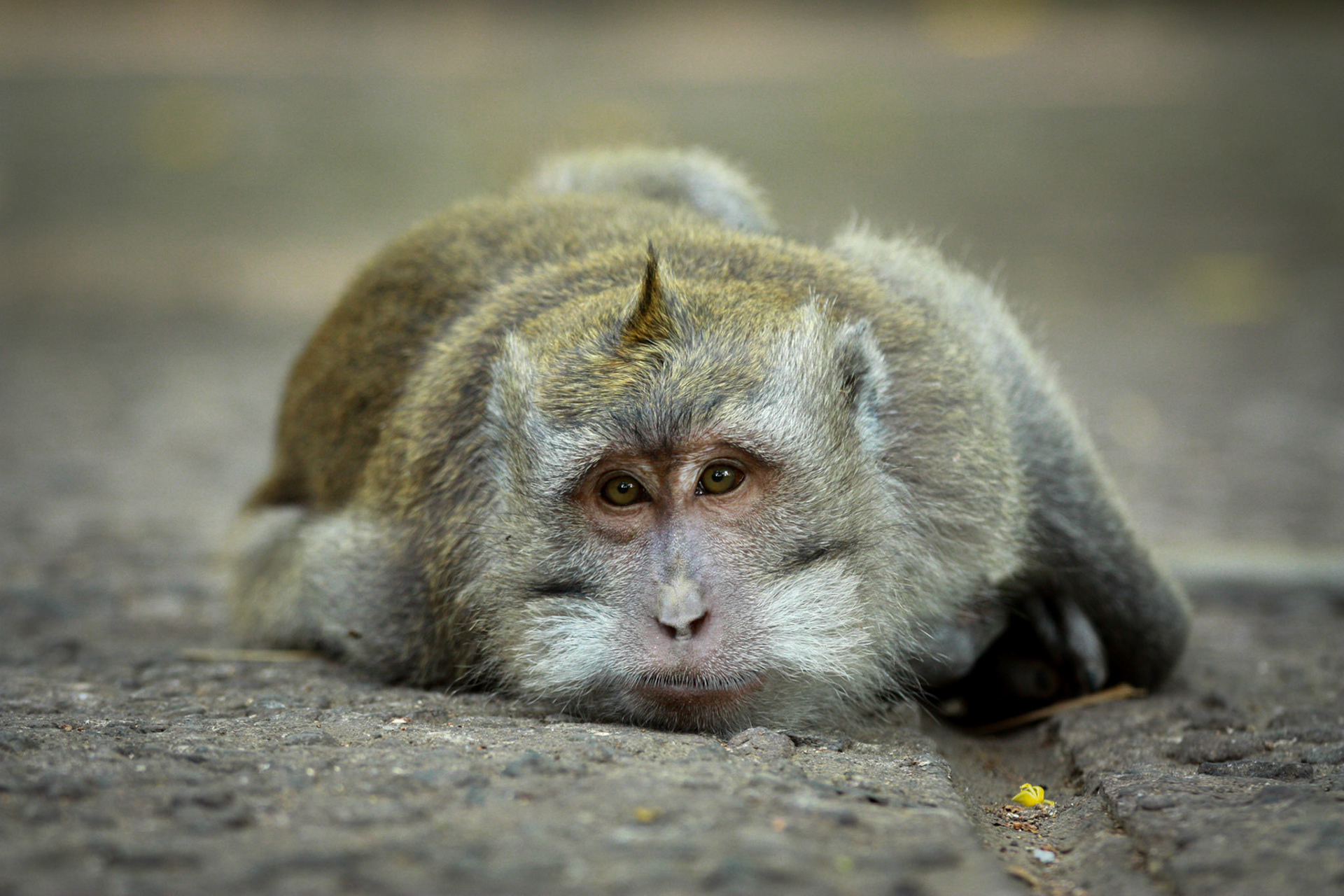 Le repos du guerrier macaque