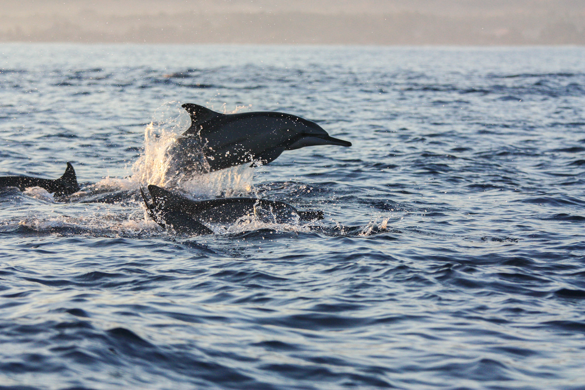 Dauphins prêt de l'île de Lombok