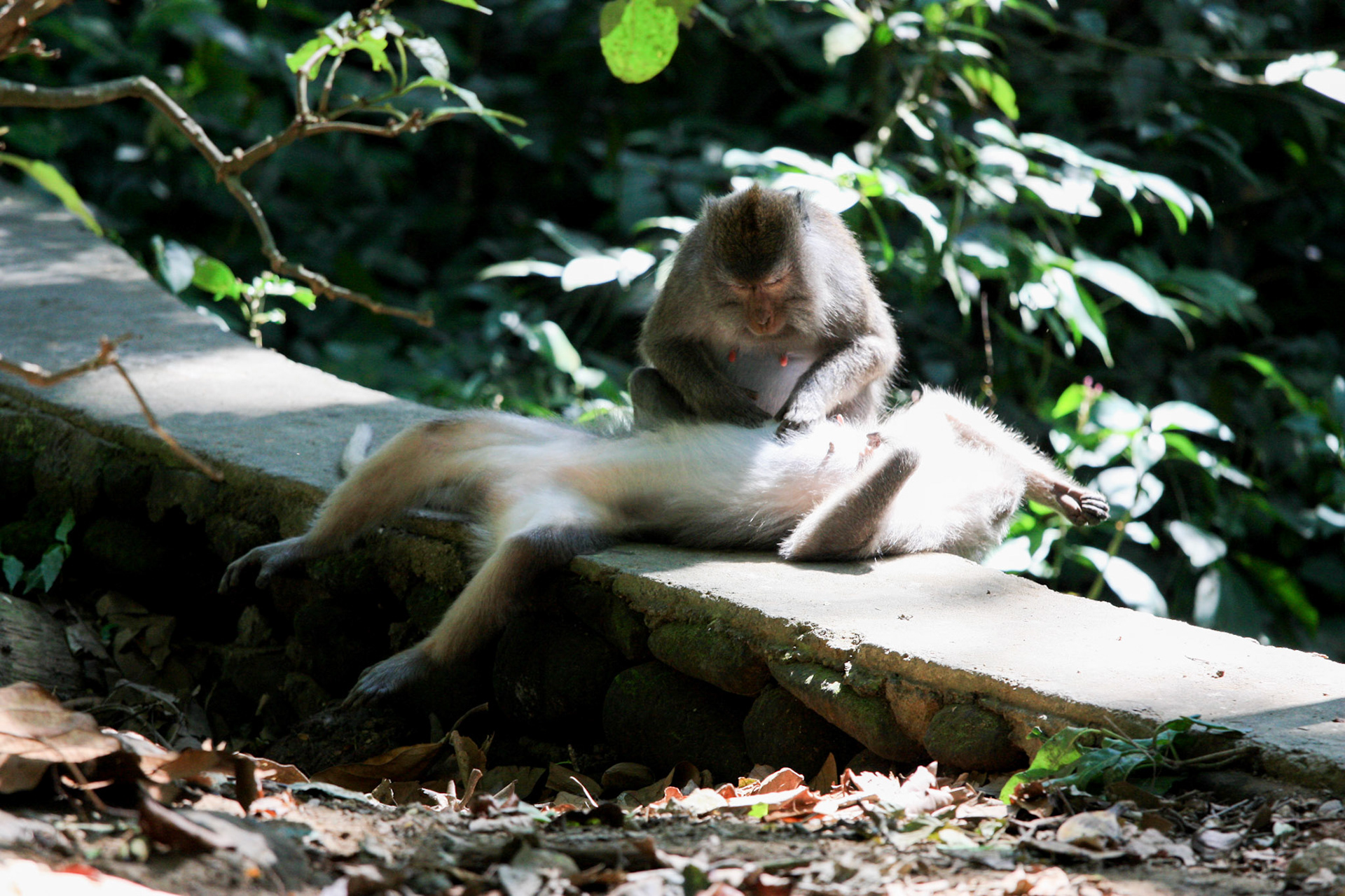 Il y a tellement de situations amusantes à observer les singes... ceux-ci s'adonnent à l'une de leurs grandes passions... le marché aux puces !