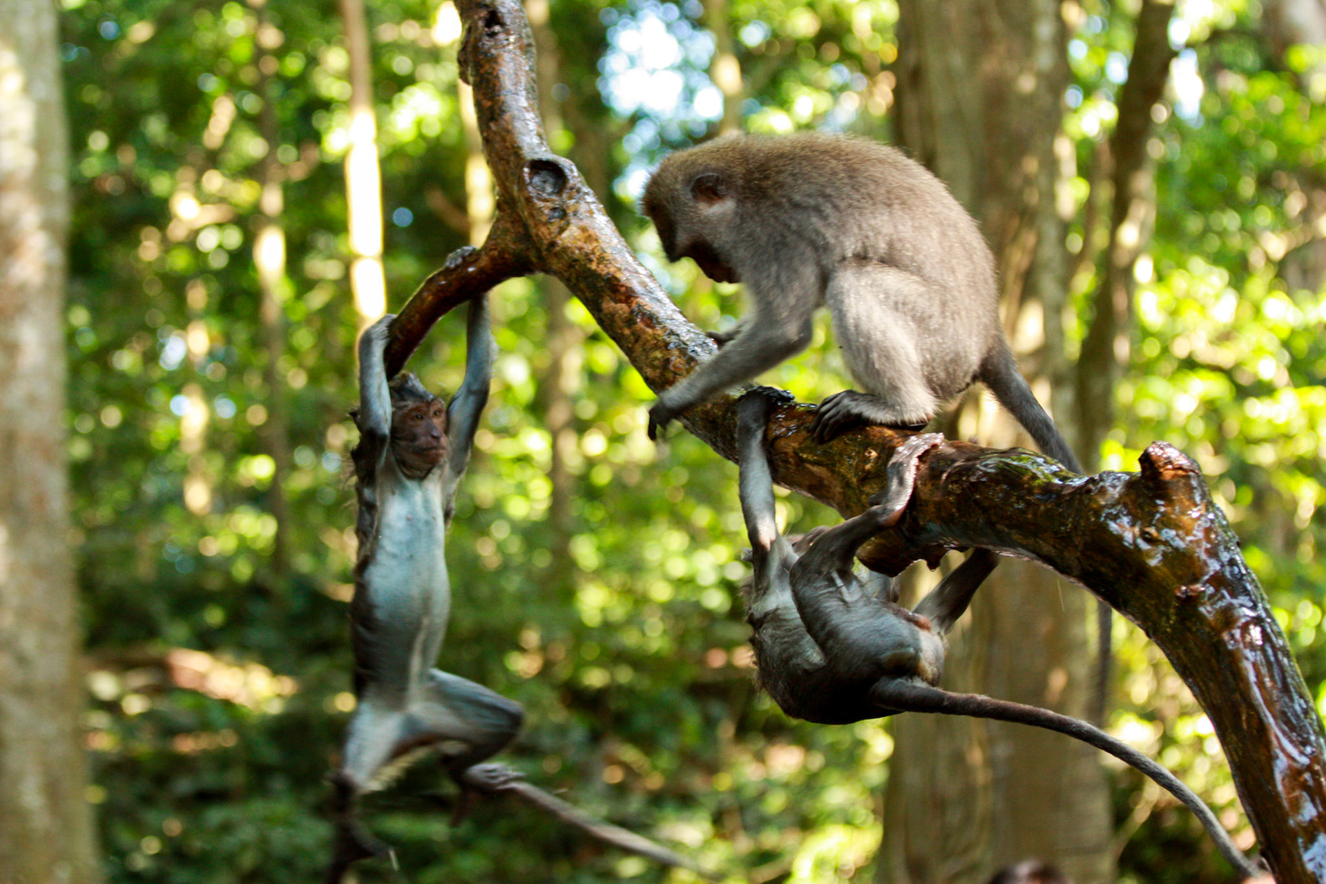 Au Ubud Monkey Forest, ces macaques se donnaient en spectacle en essayant de se faire tomber dans l'eau... qui tombera le prochain ?