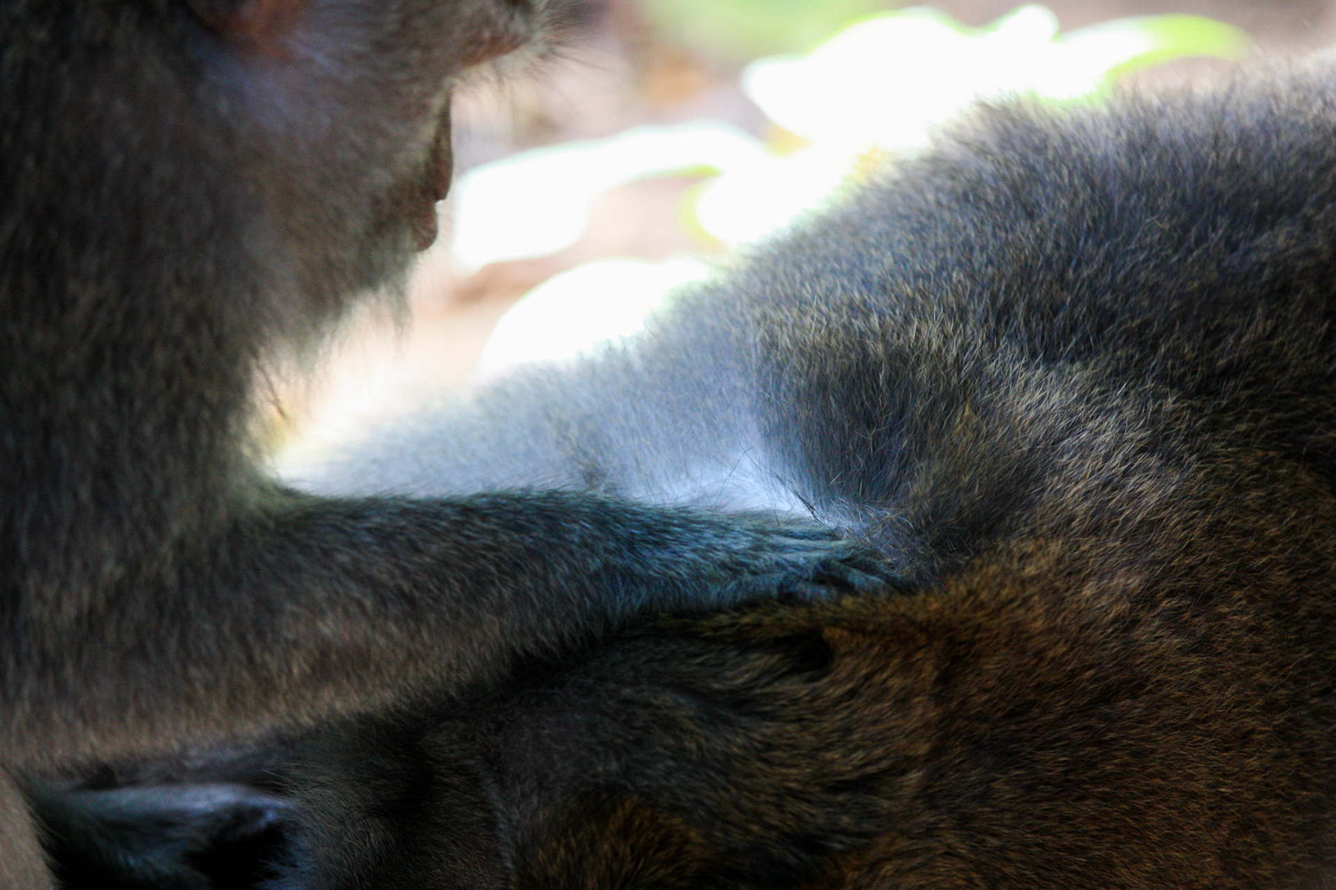 Marché aux puces pour ces deux macaques