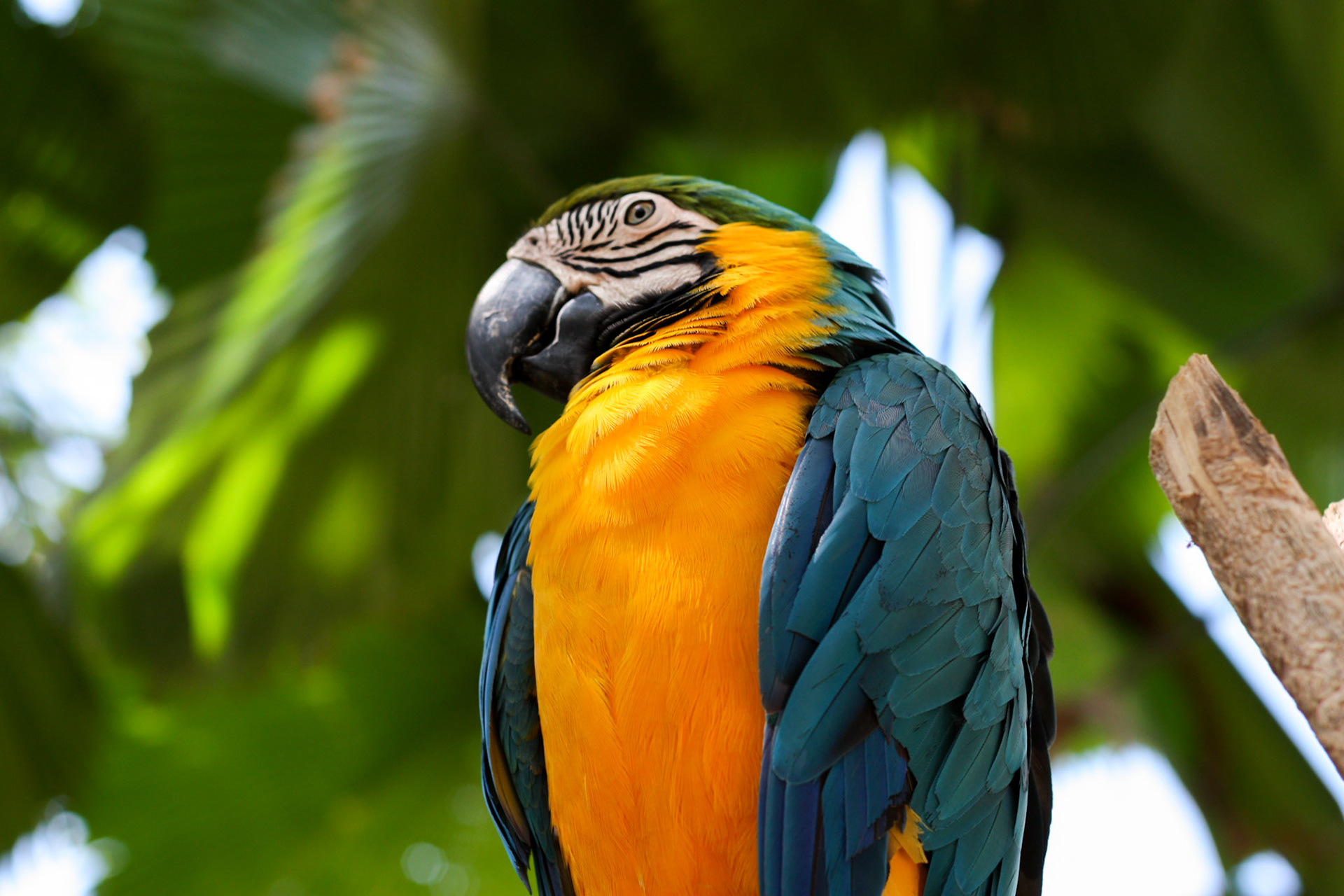 Ara bleu au Taman Burung - Bali Bird Park