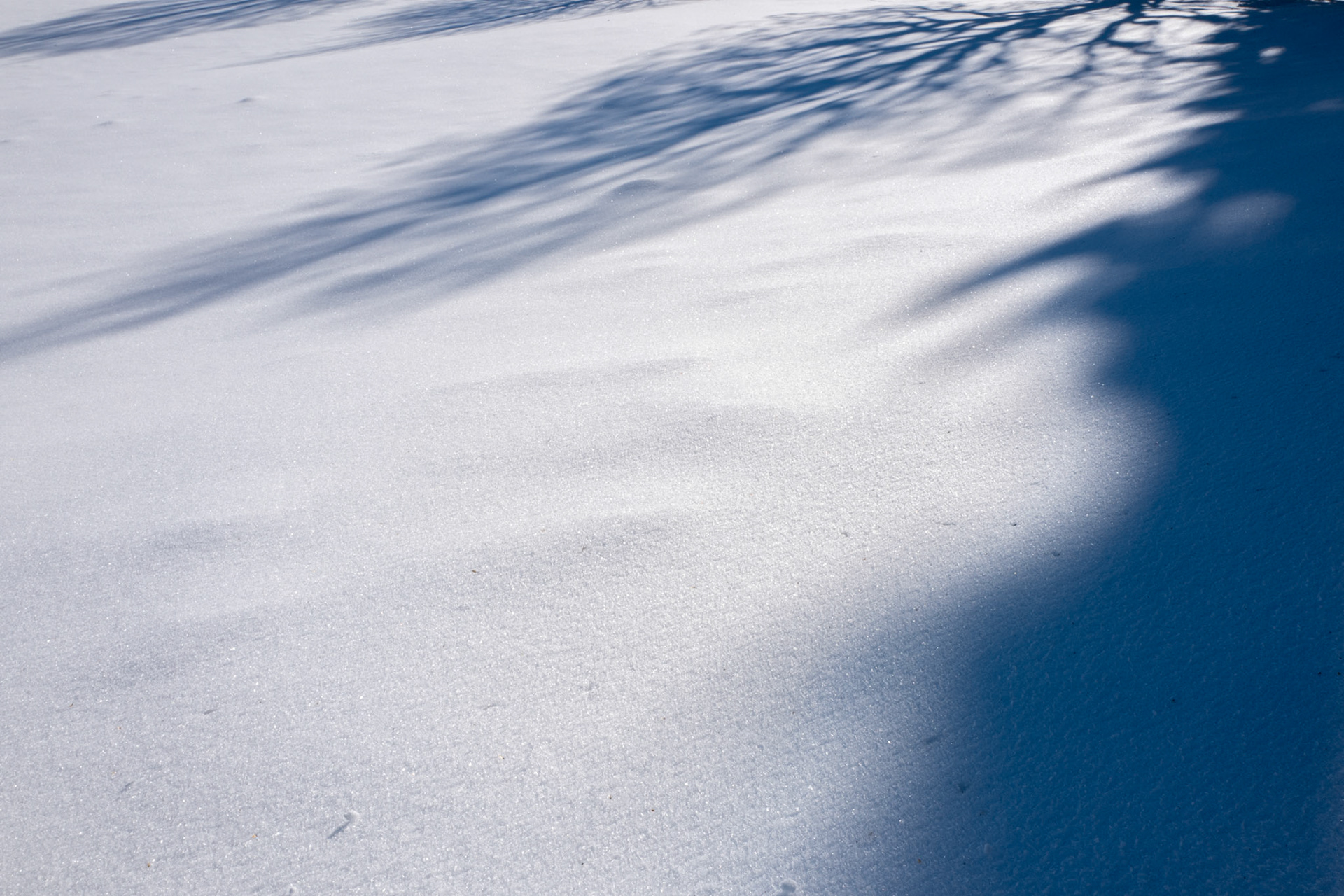 De neige, d'arbres et de soleil