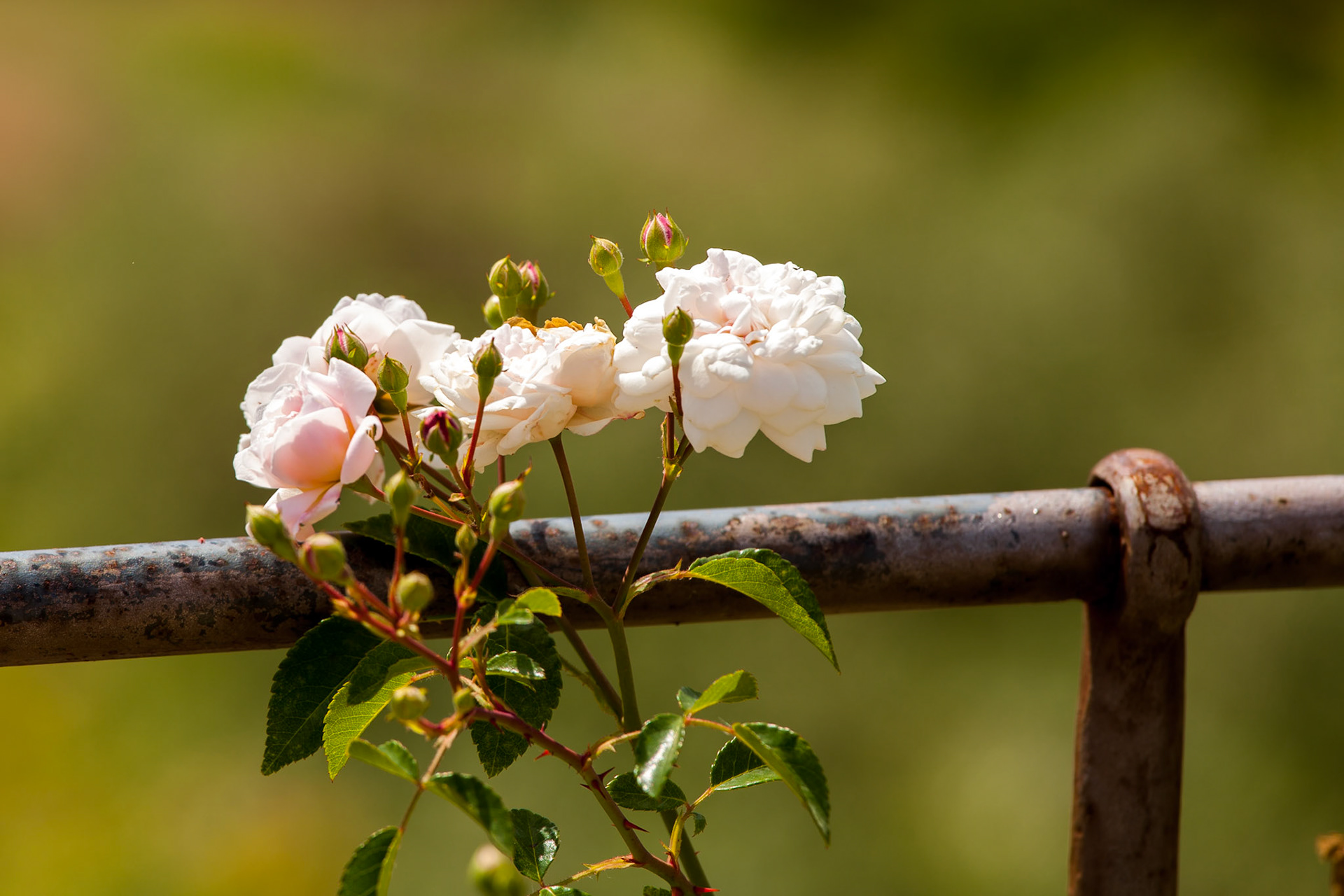 Jardin royal de Florence