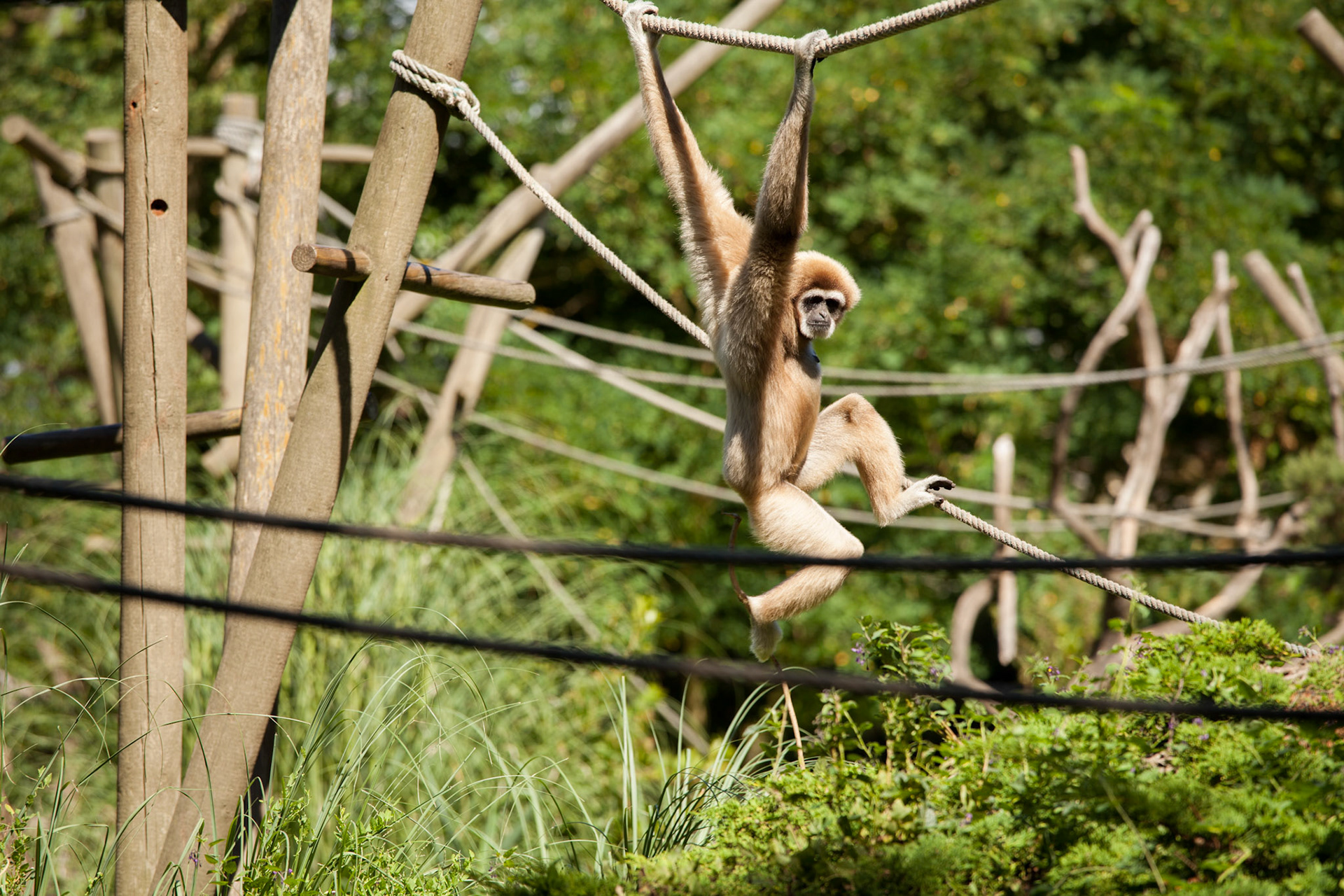 Un primate se promenant tranquillement