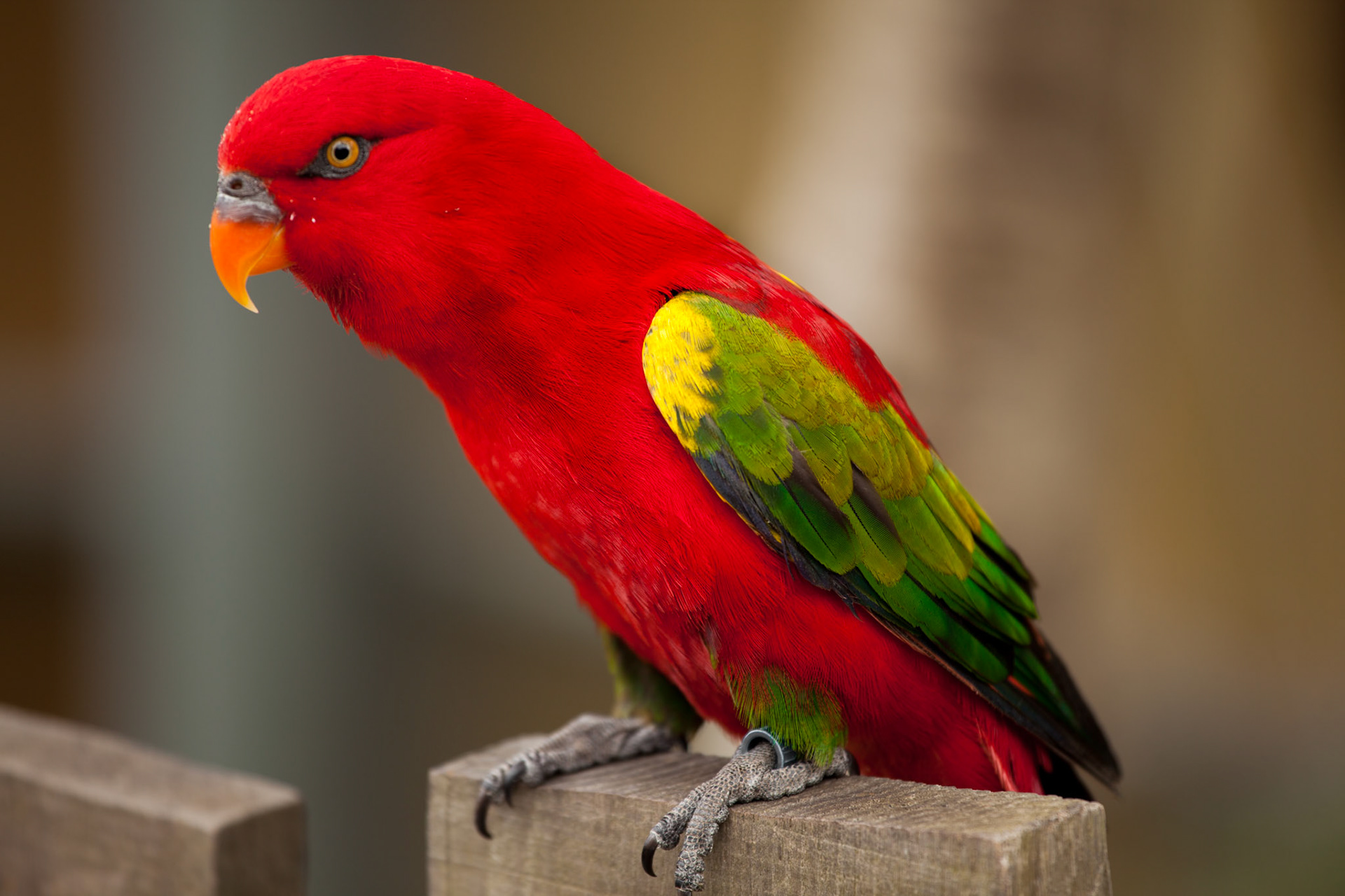 Perroquet au zoo de la Palmyre